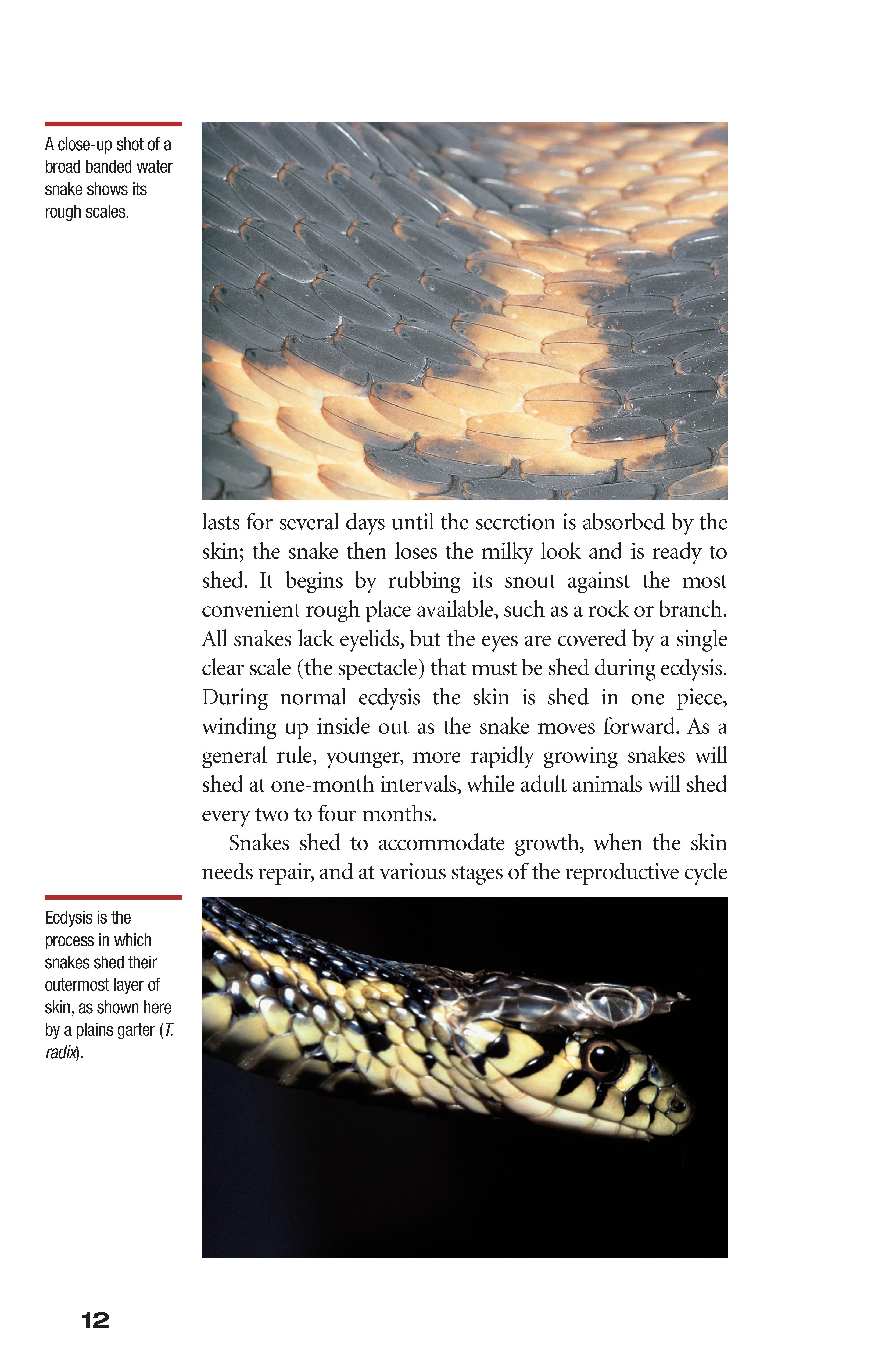 Garter Snakes and Water Snakes - Image 4