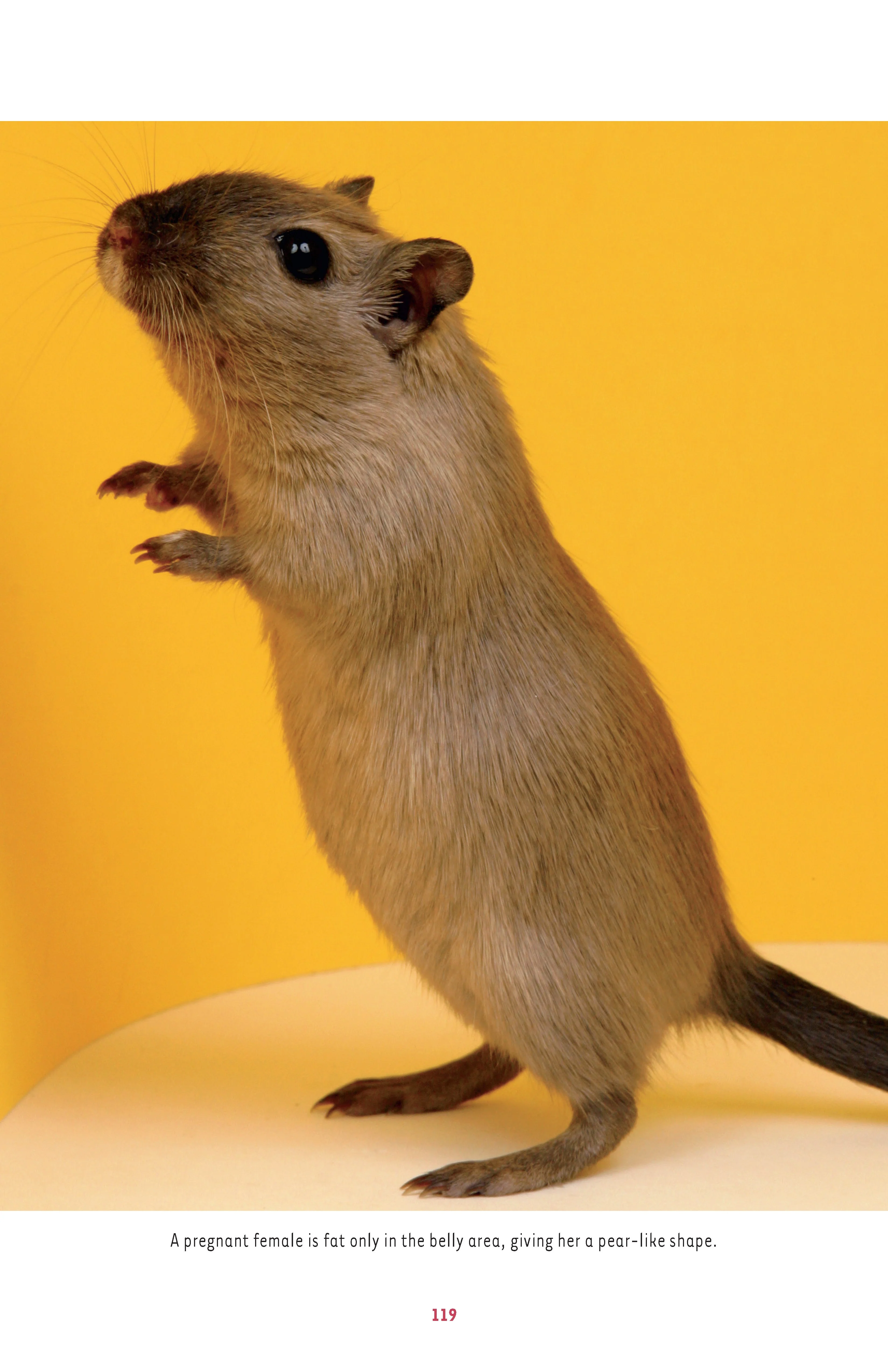 Gerbils - Image 8