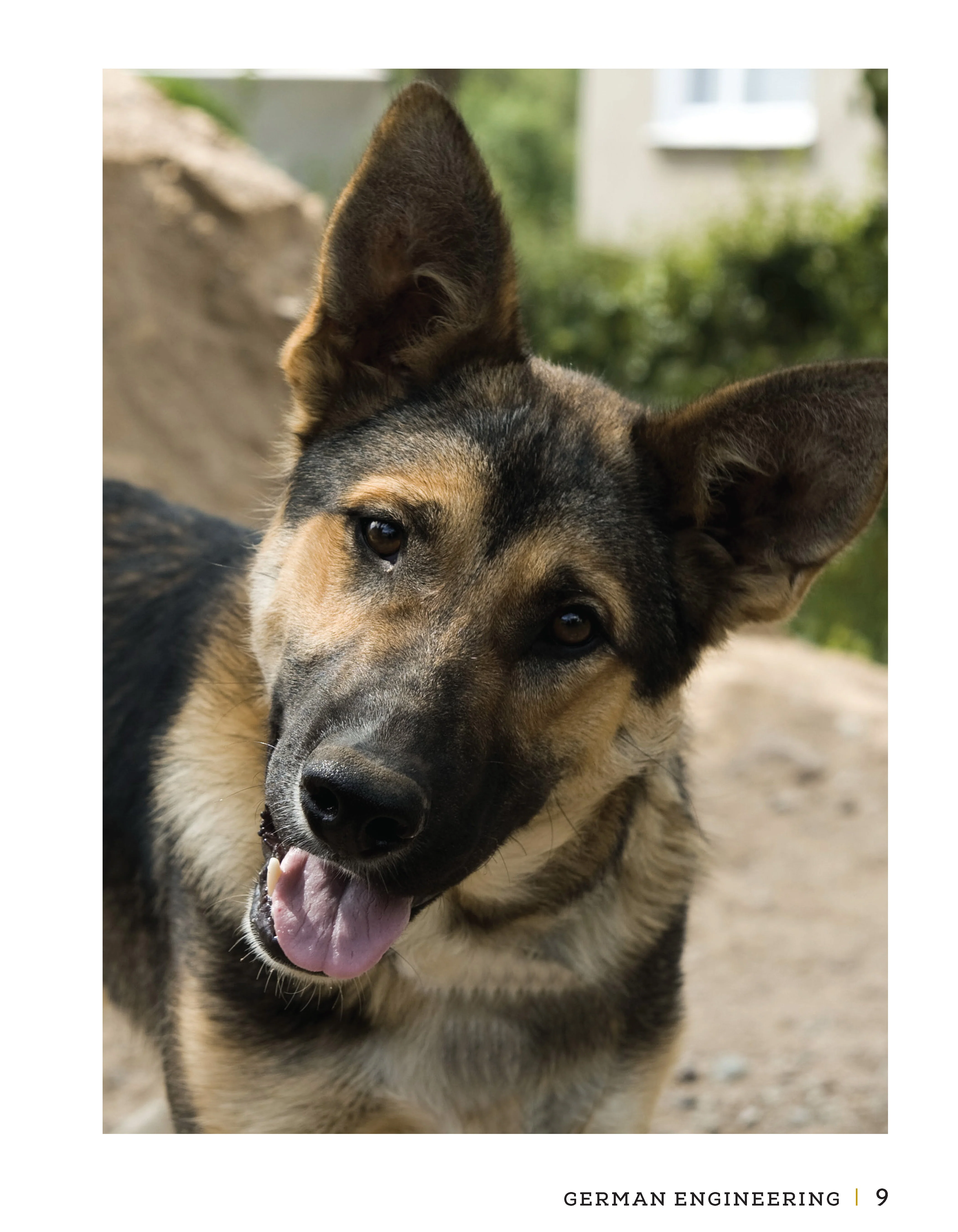 German Shepherd Dog - Image 6
