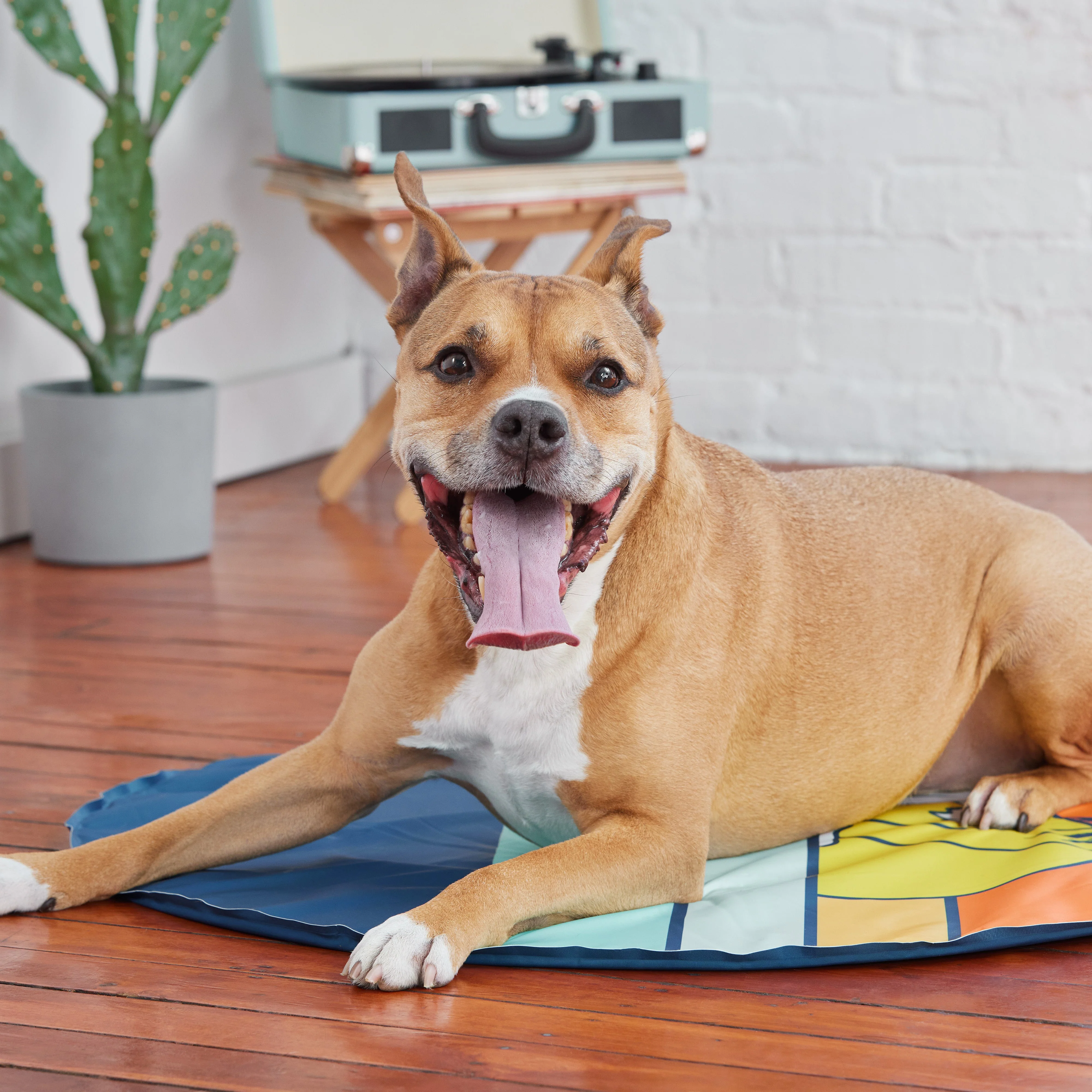 GF Pet.us other Pet Supplies - blue; animal; striped - Image 7