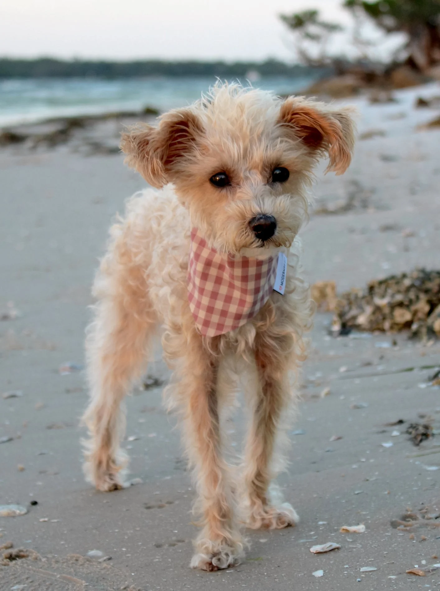 GINGHAM BANDANA - Image 10