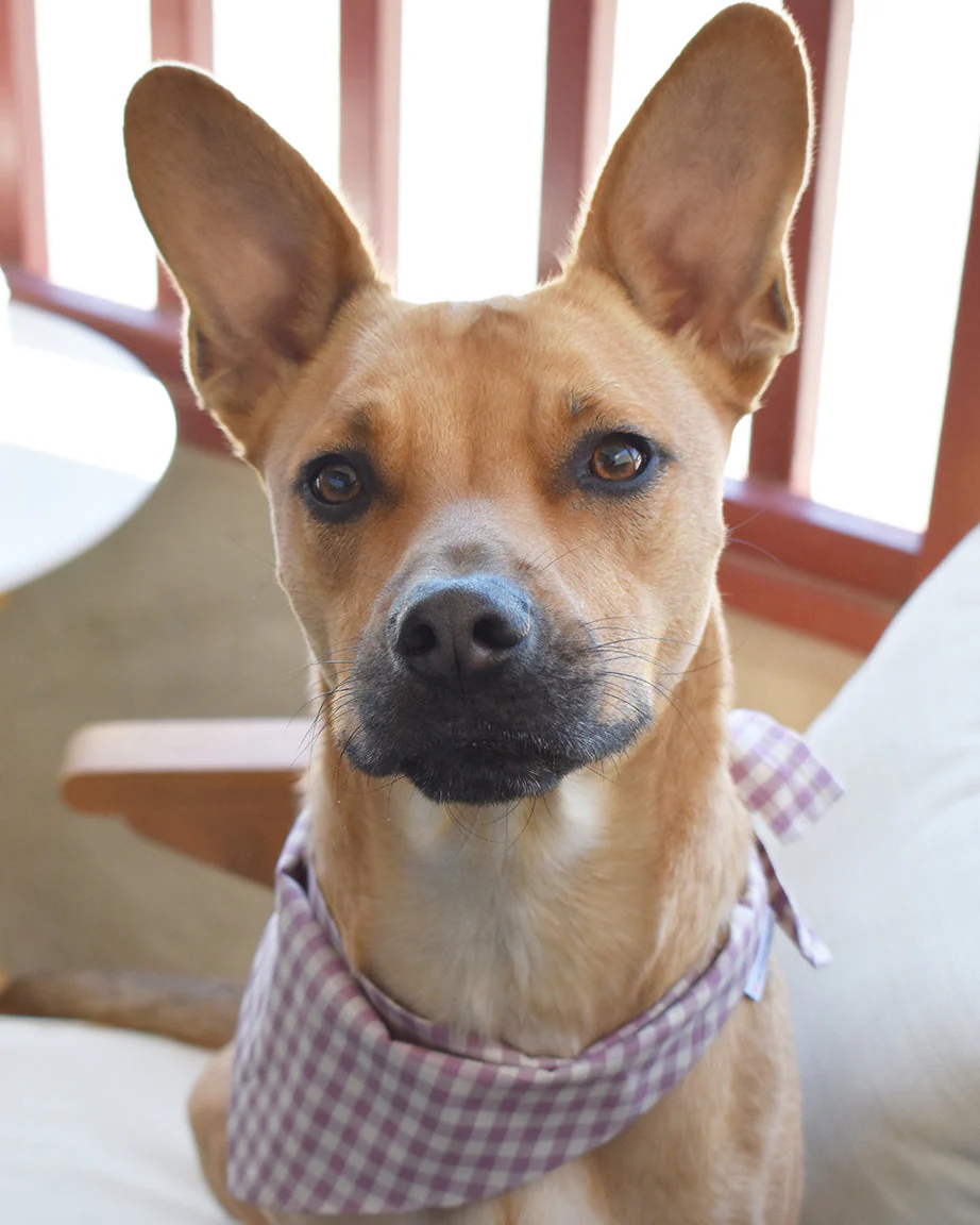 GINGHAM BANDANA - Image 13