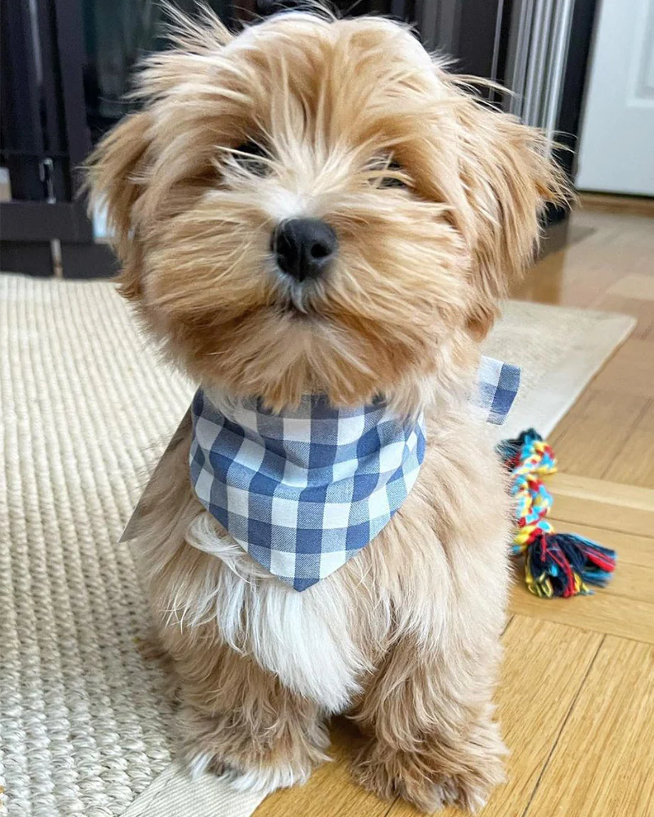 GINGHAM BANDANA - Image 15