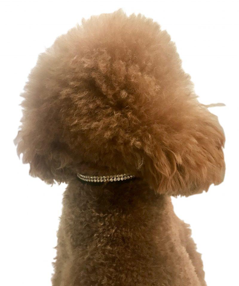 Glamour Girl Ultrasuede Collar w/ Swarovski Crystal, Black - Image 4