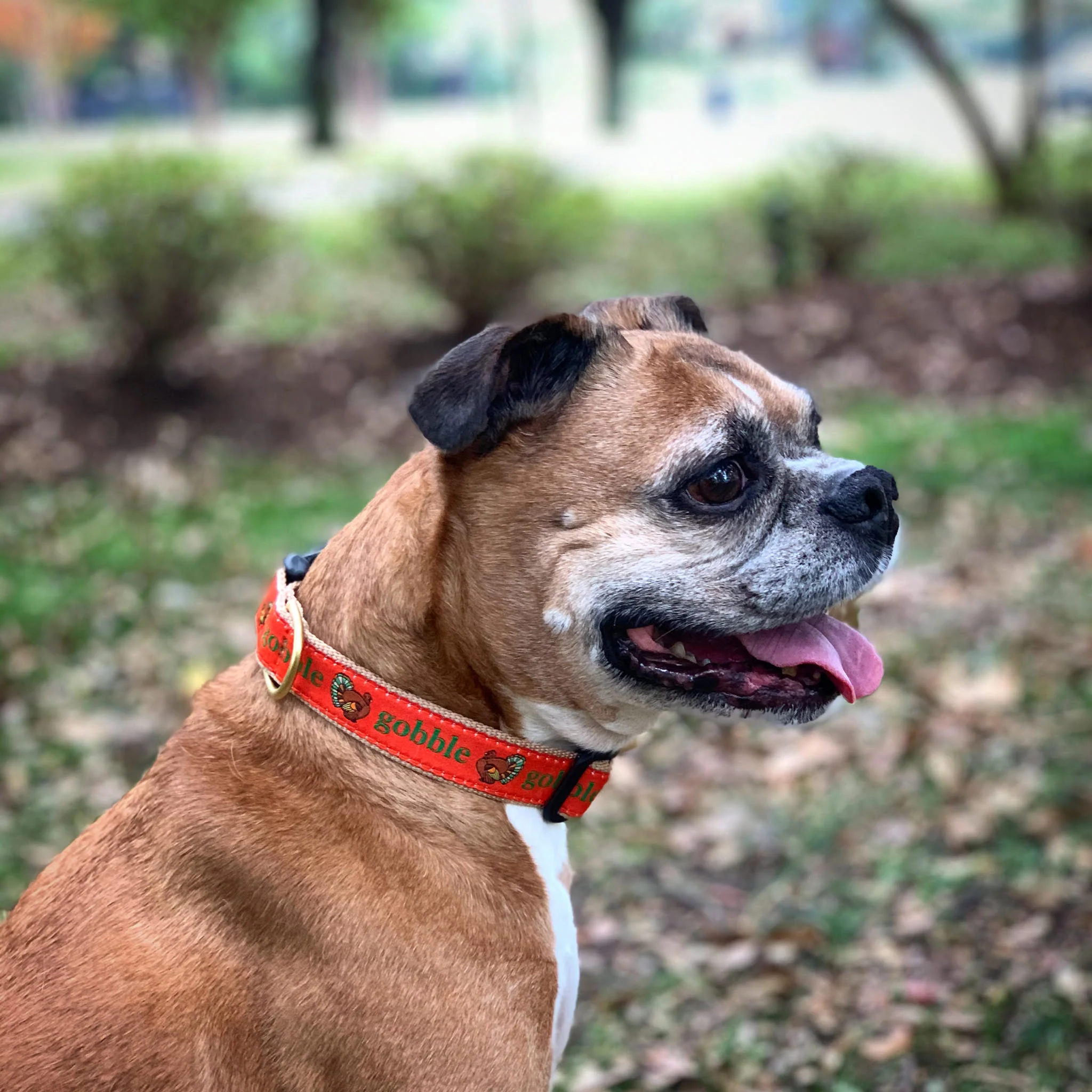 Up Country Gobble Cast Brass Dog Collar - Image 3