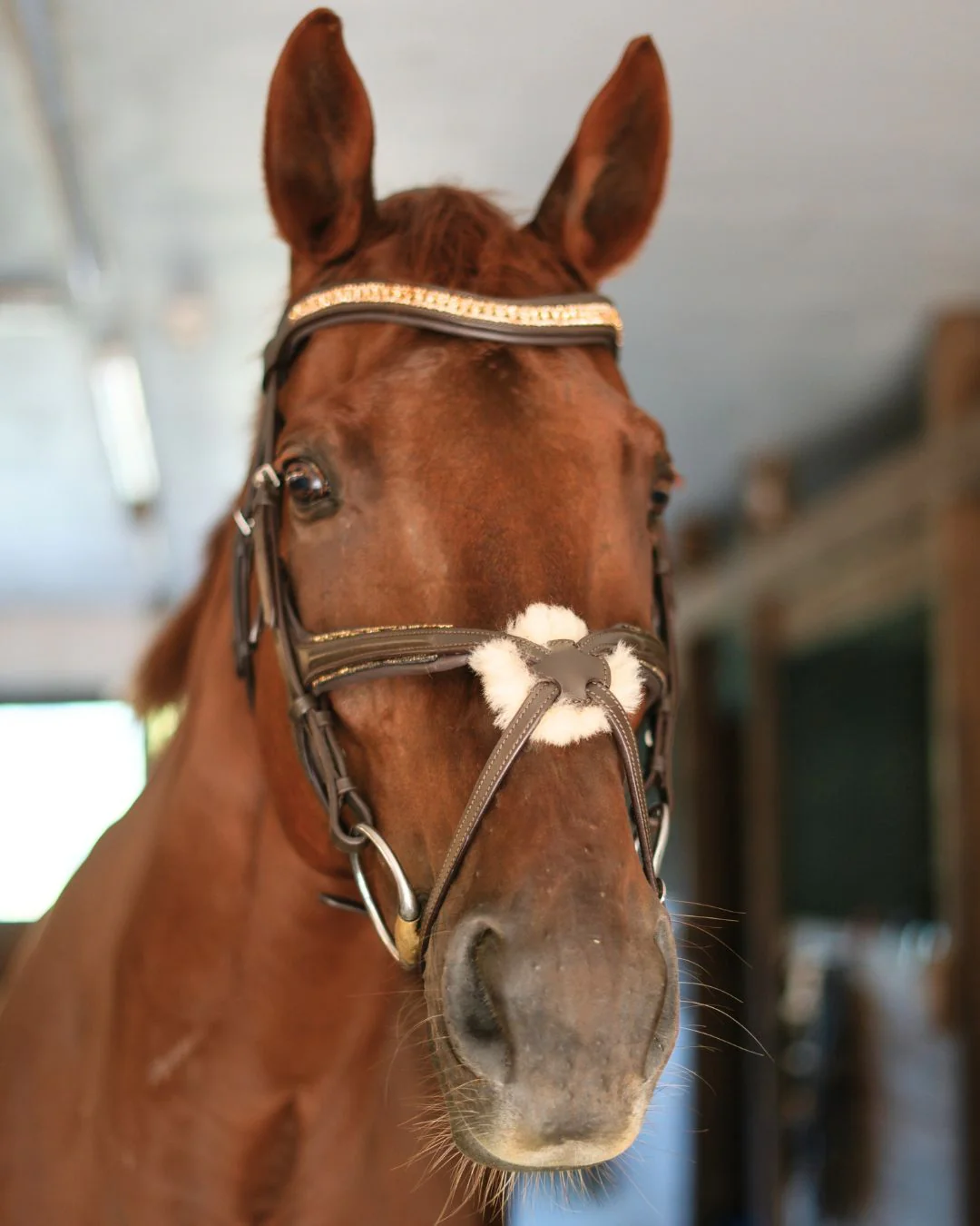 Gold Accented Figure 8 Bridle with Gold Browband - Image 7