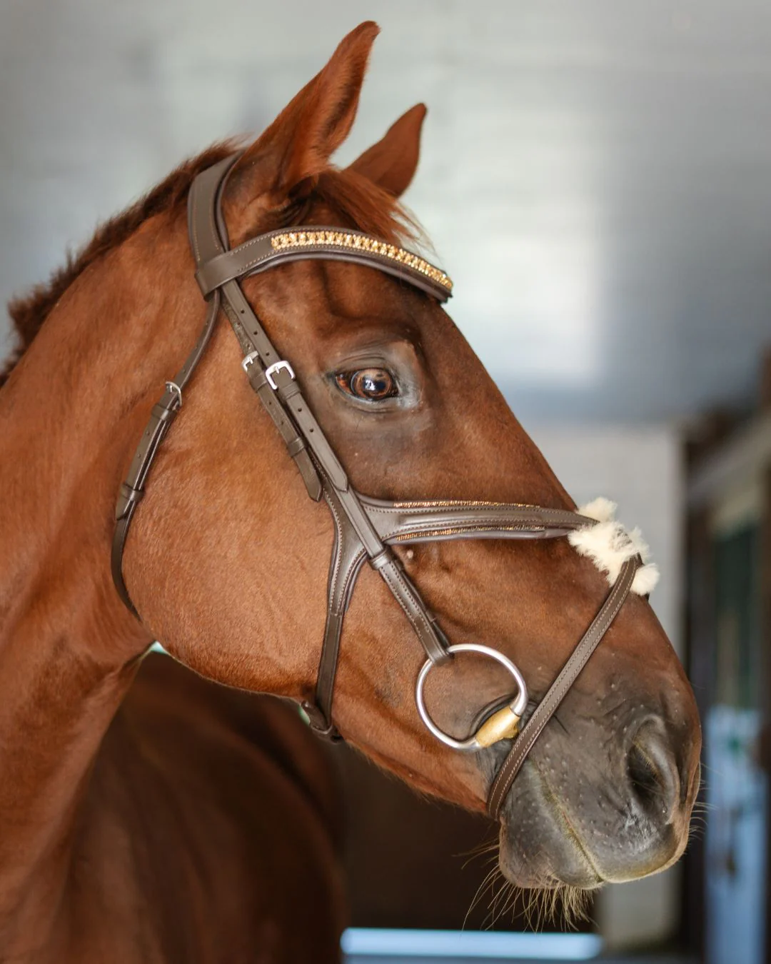 Gold Accented Figure 8 Bridle with Gold Browband - Image 9