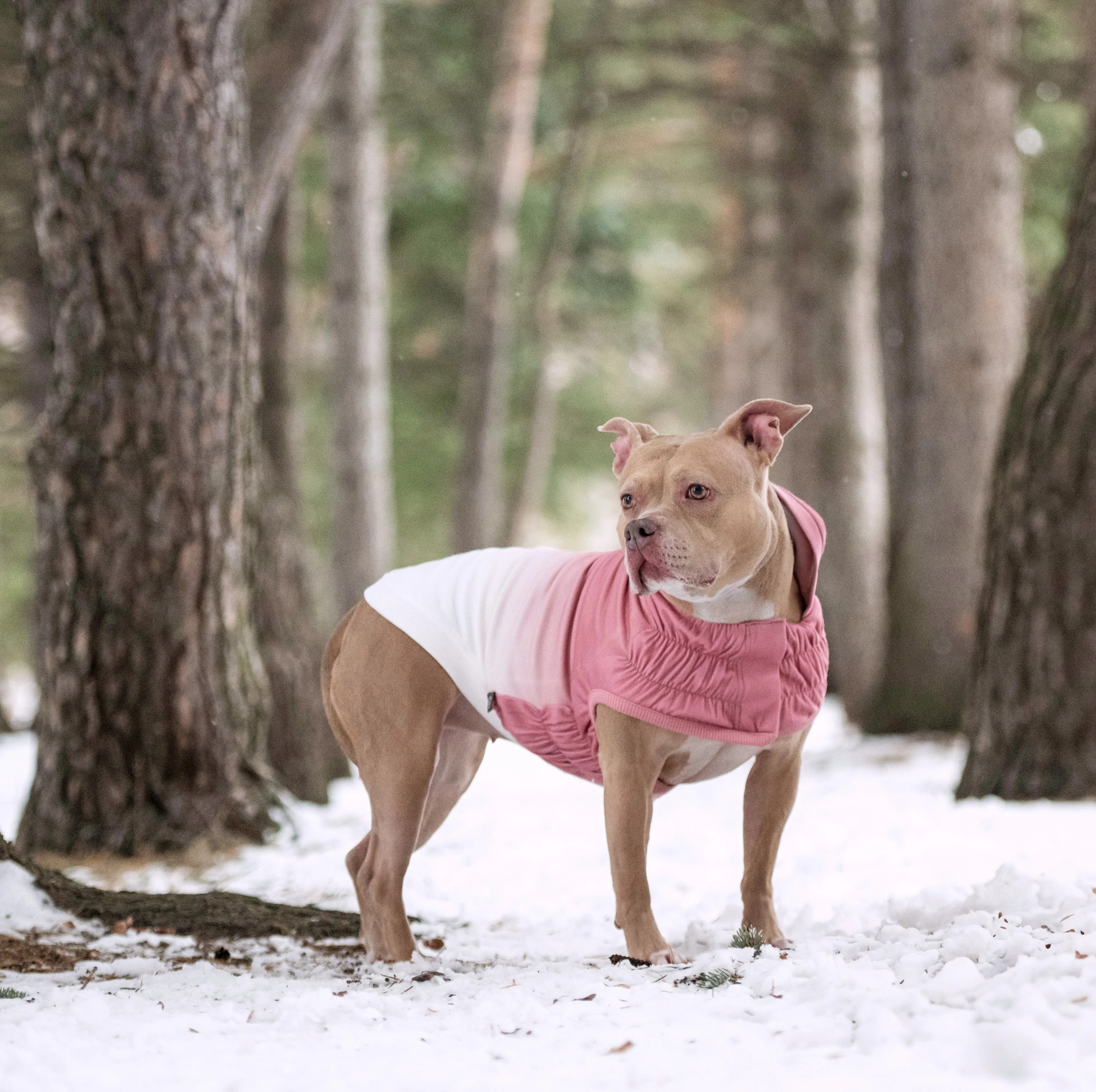 GF Pet.us fabric pet hoodies - multicolor-3/XS - Image 14