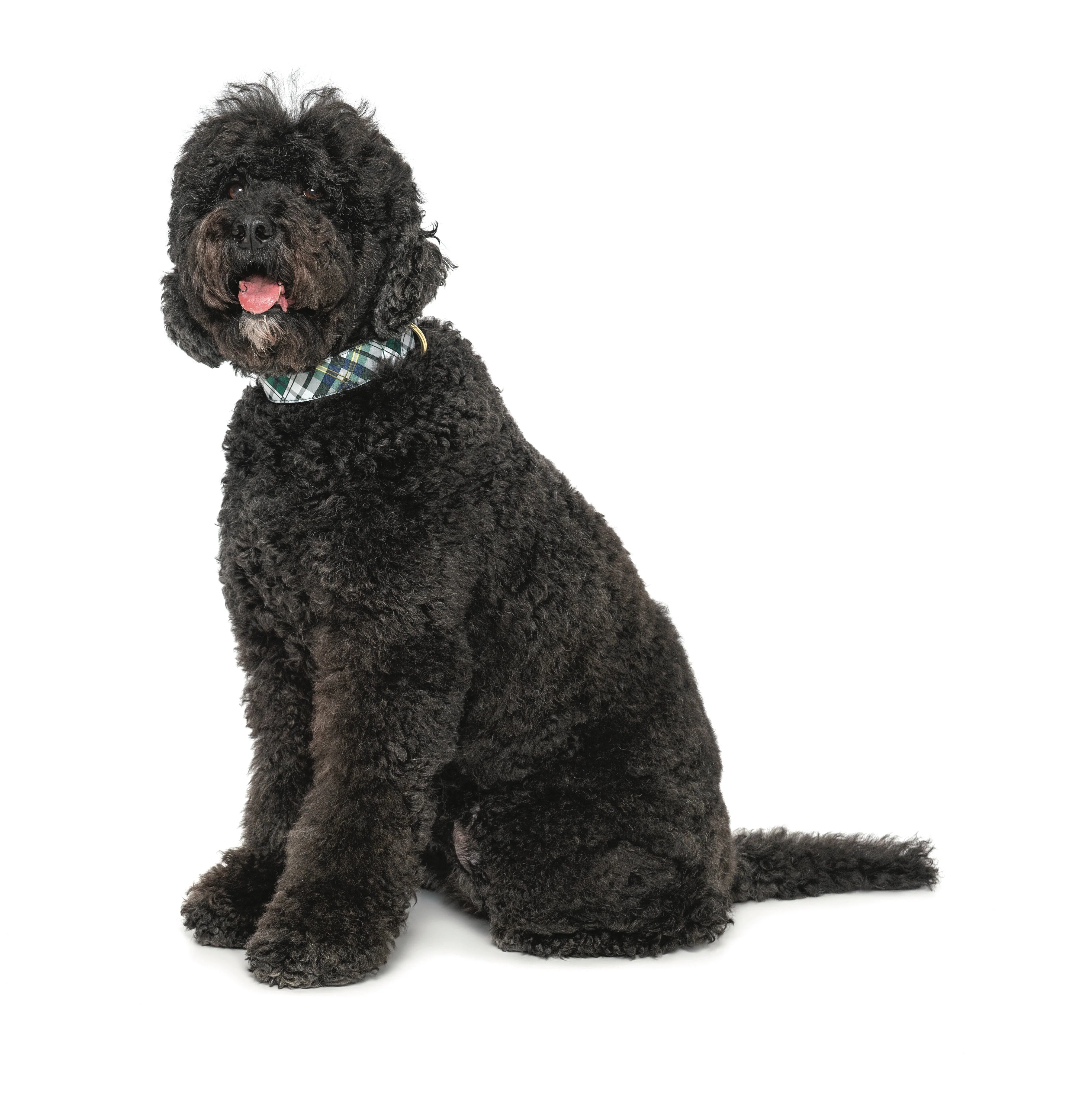 Up Country Gordon Plaid Extra Wide 1.5" Cast Brass Dog Collar - Image 2