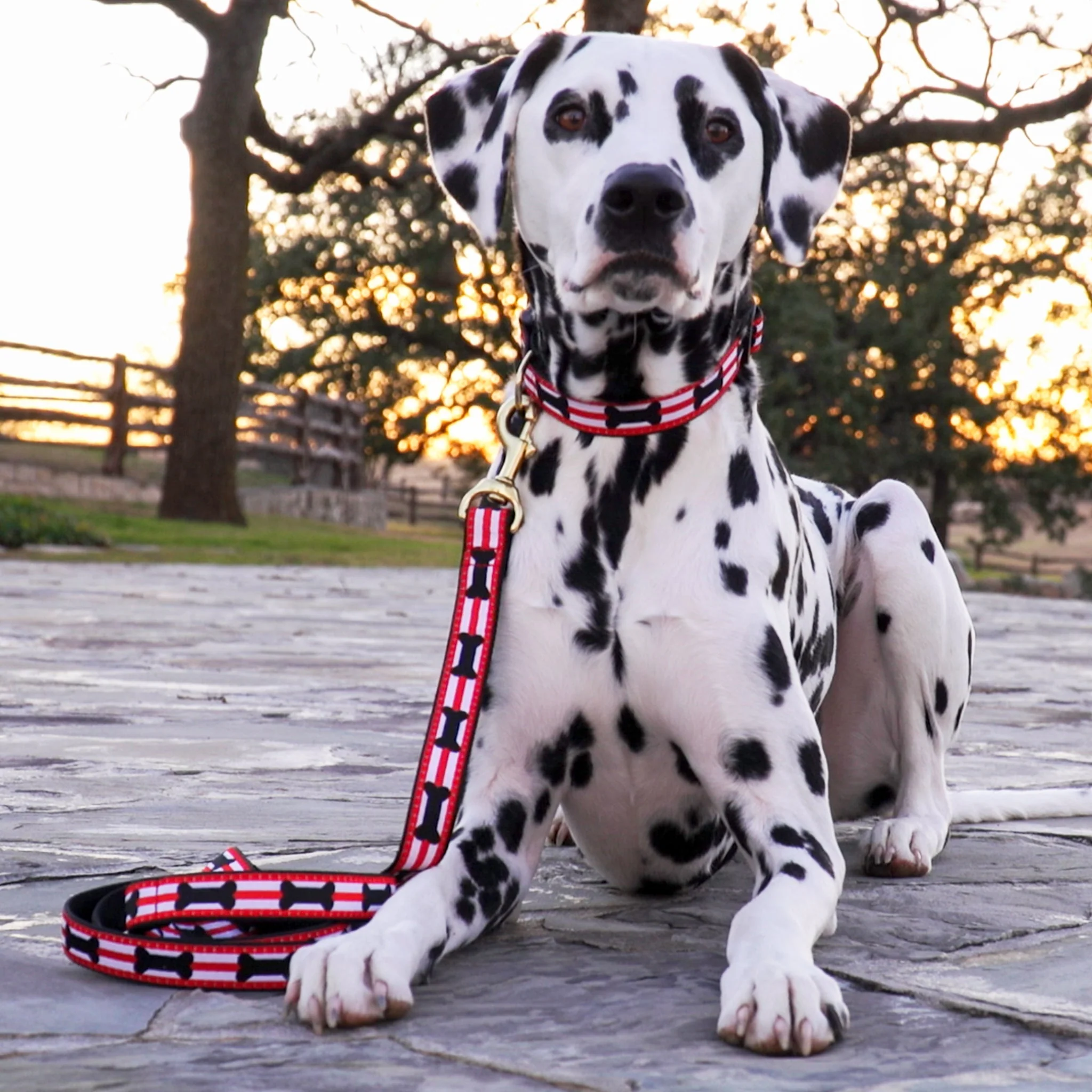 Up Country Got Bones Cast Brass Dog Collar - Image 2