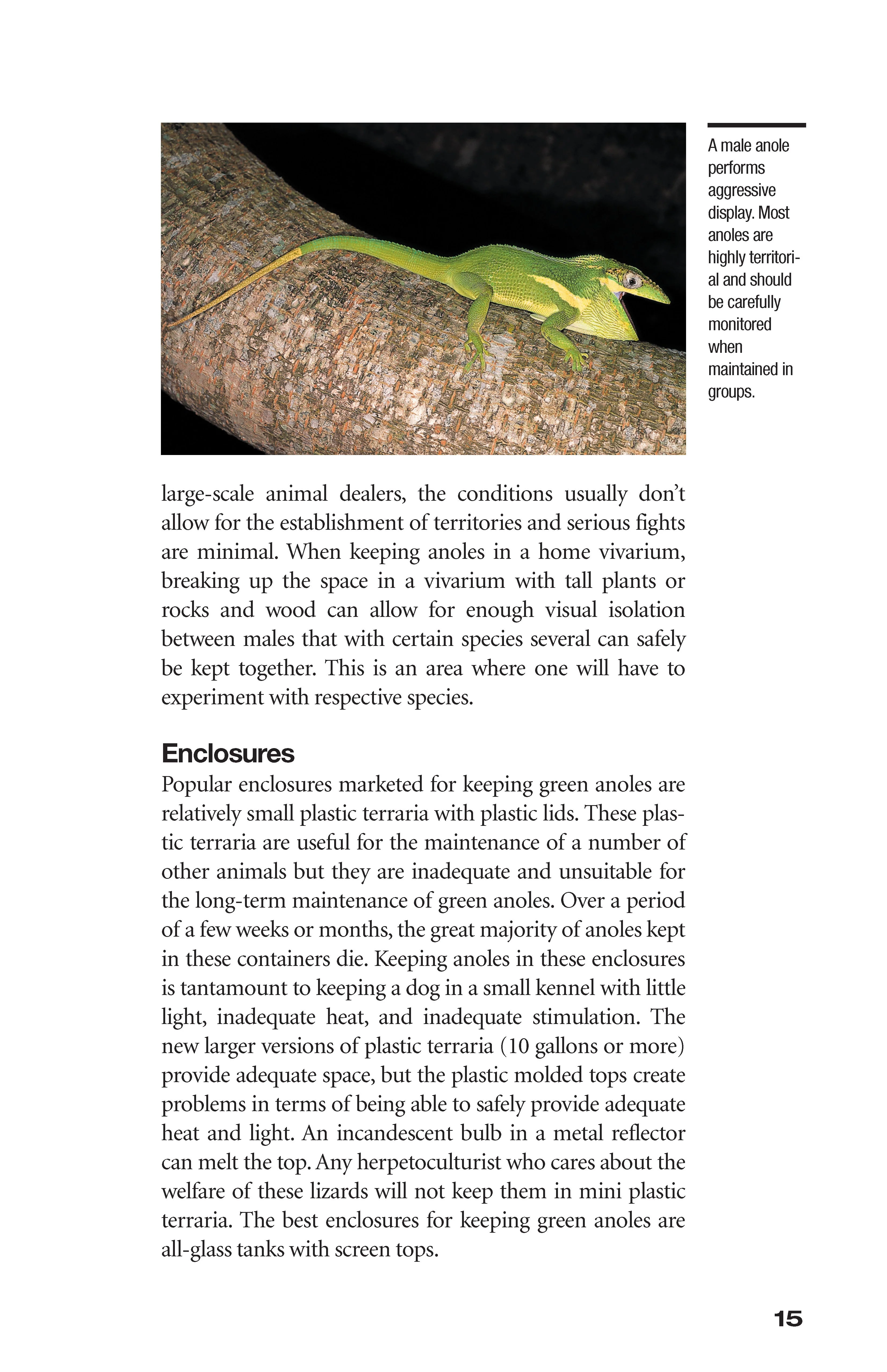 Green Anoles - Image 5