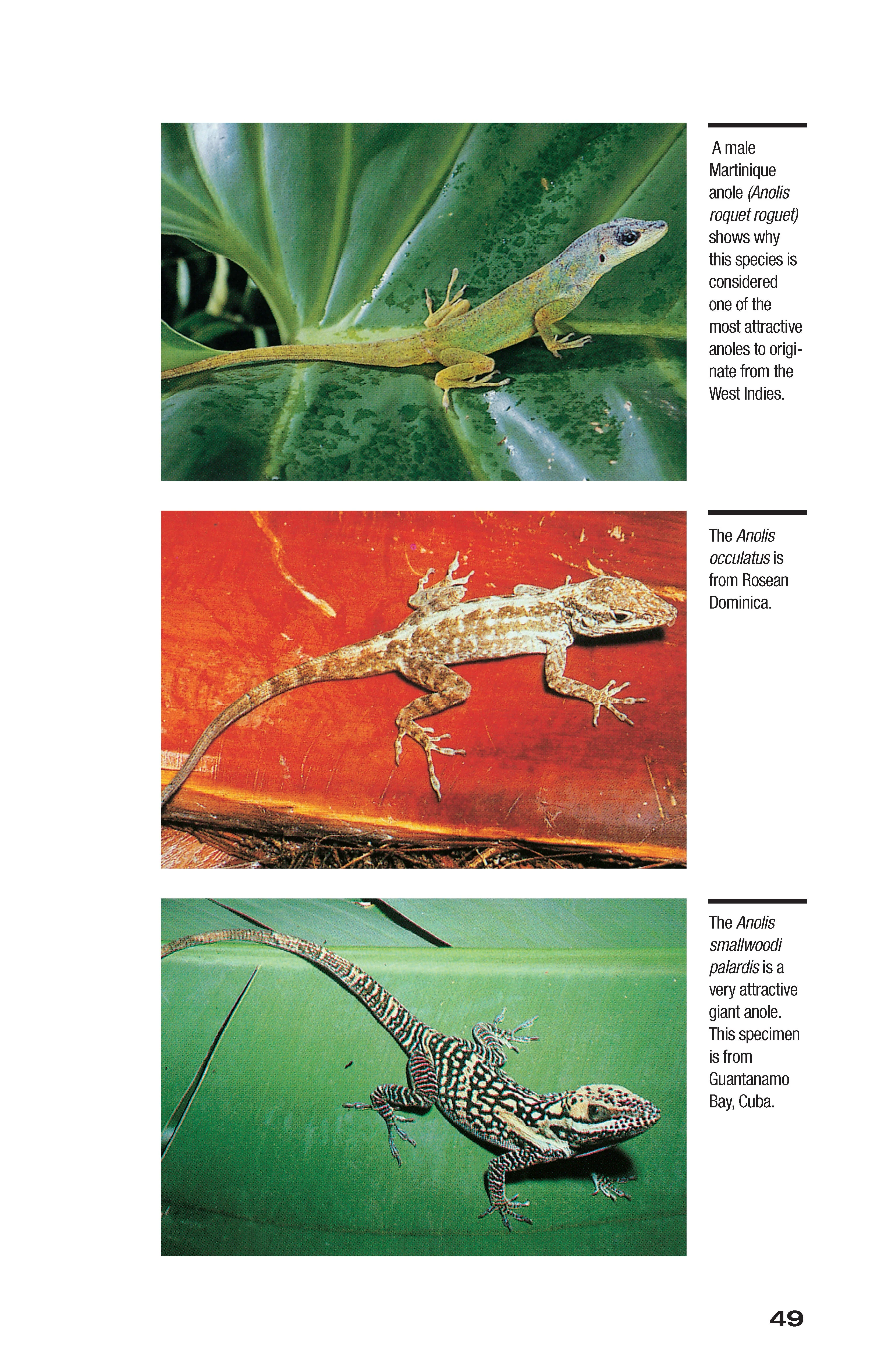 Green Anoles - Image 6