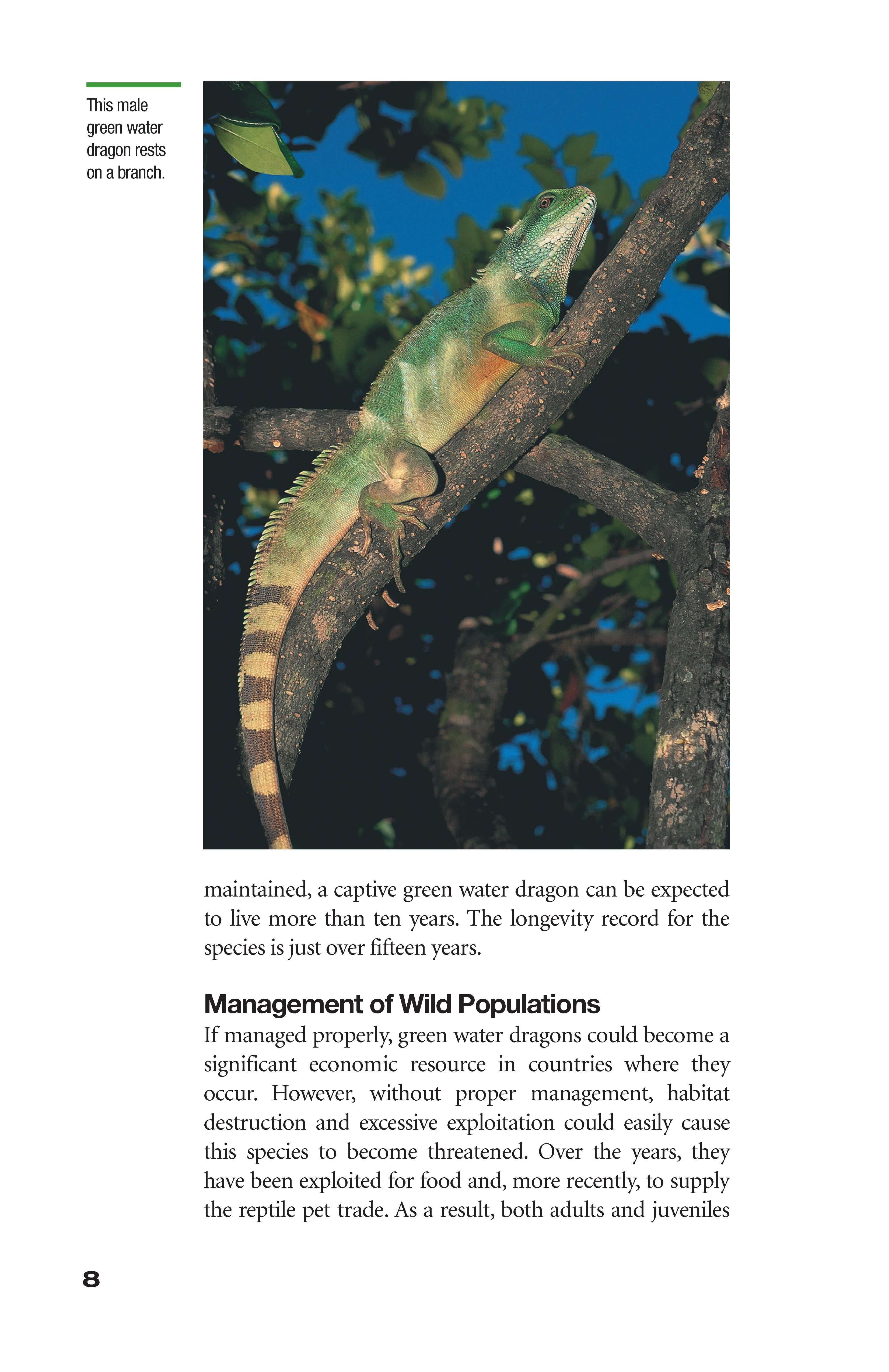 Green Water Dragons - Image 2