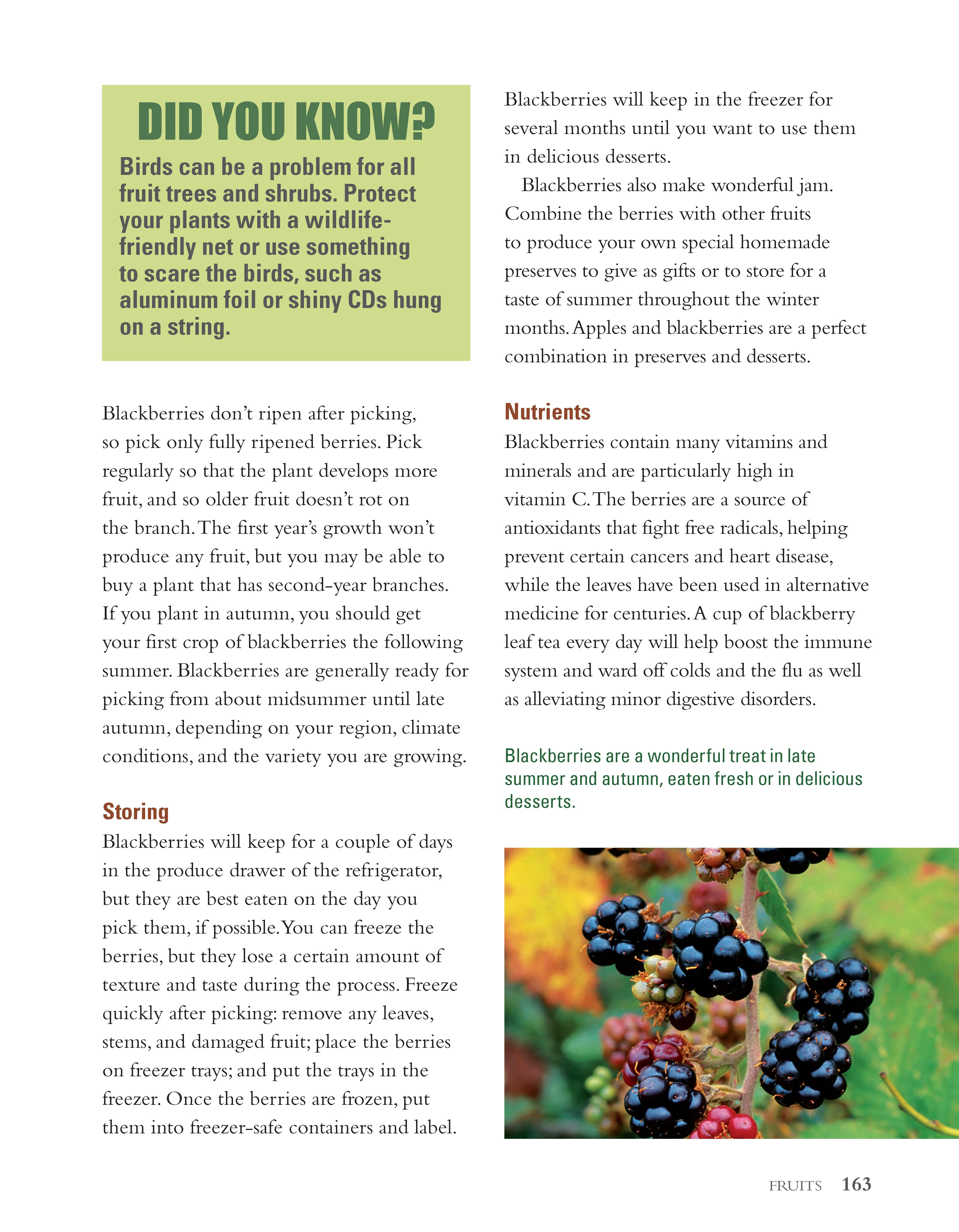 Growing Winter Food - Image 4