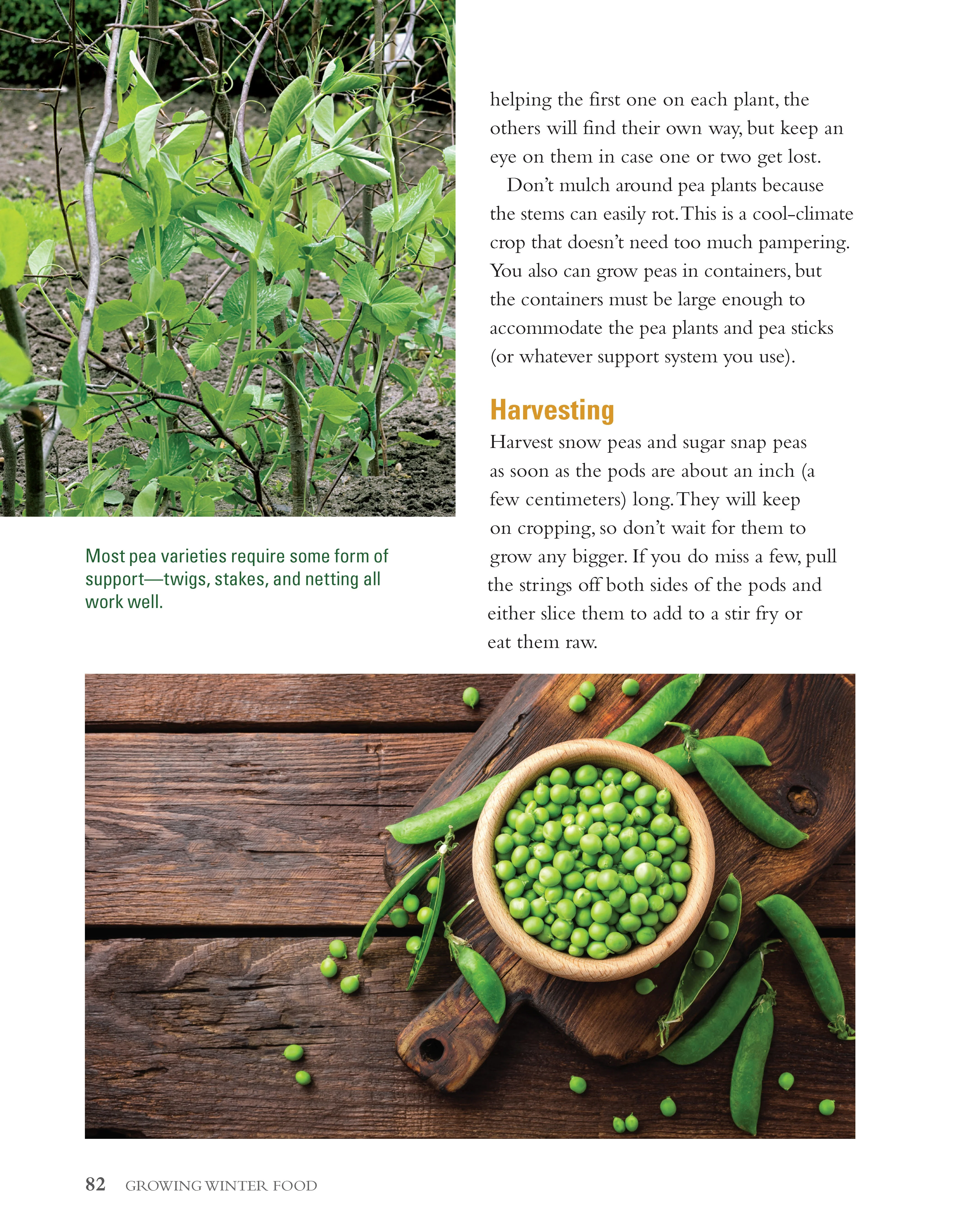 Growing Winter Food - Image 7