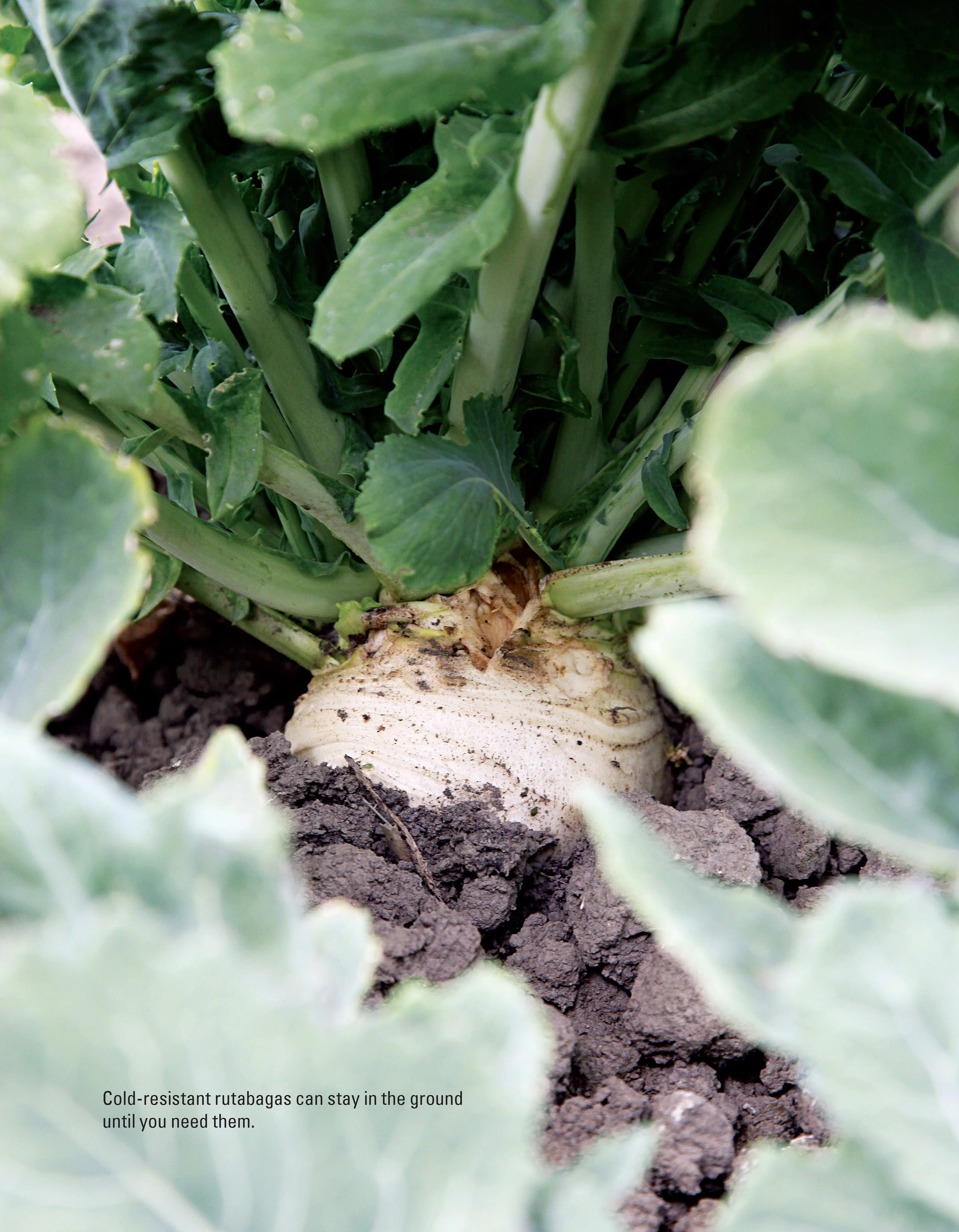 Growing Winter Food - Image 8