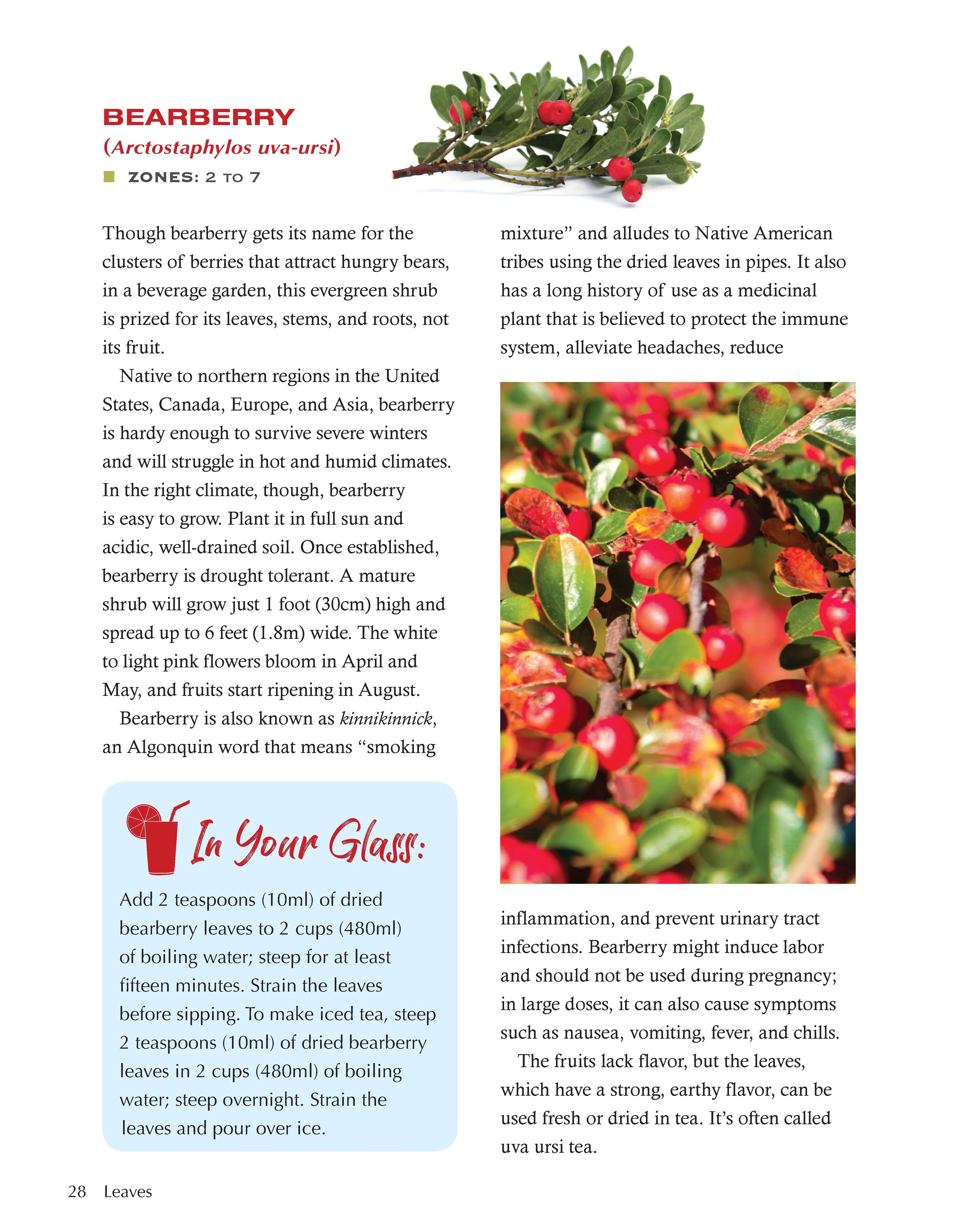 Growing Your Own Cocktails, Mocktails, Teas & Infusions - Image 2