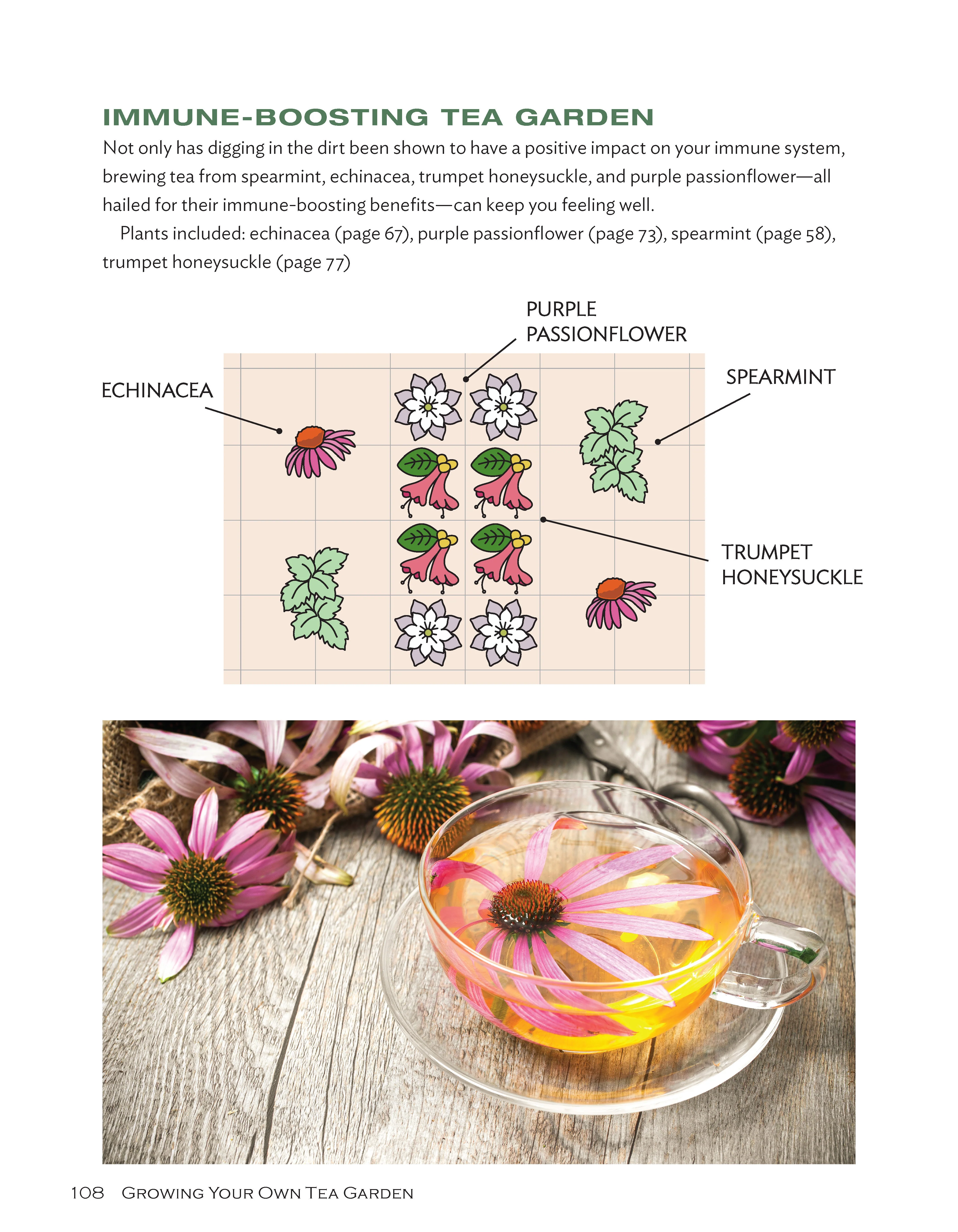 Growing Your Own Tea Garden - Image 6