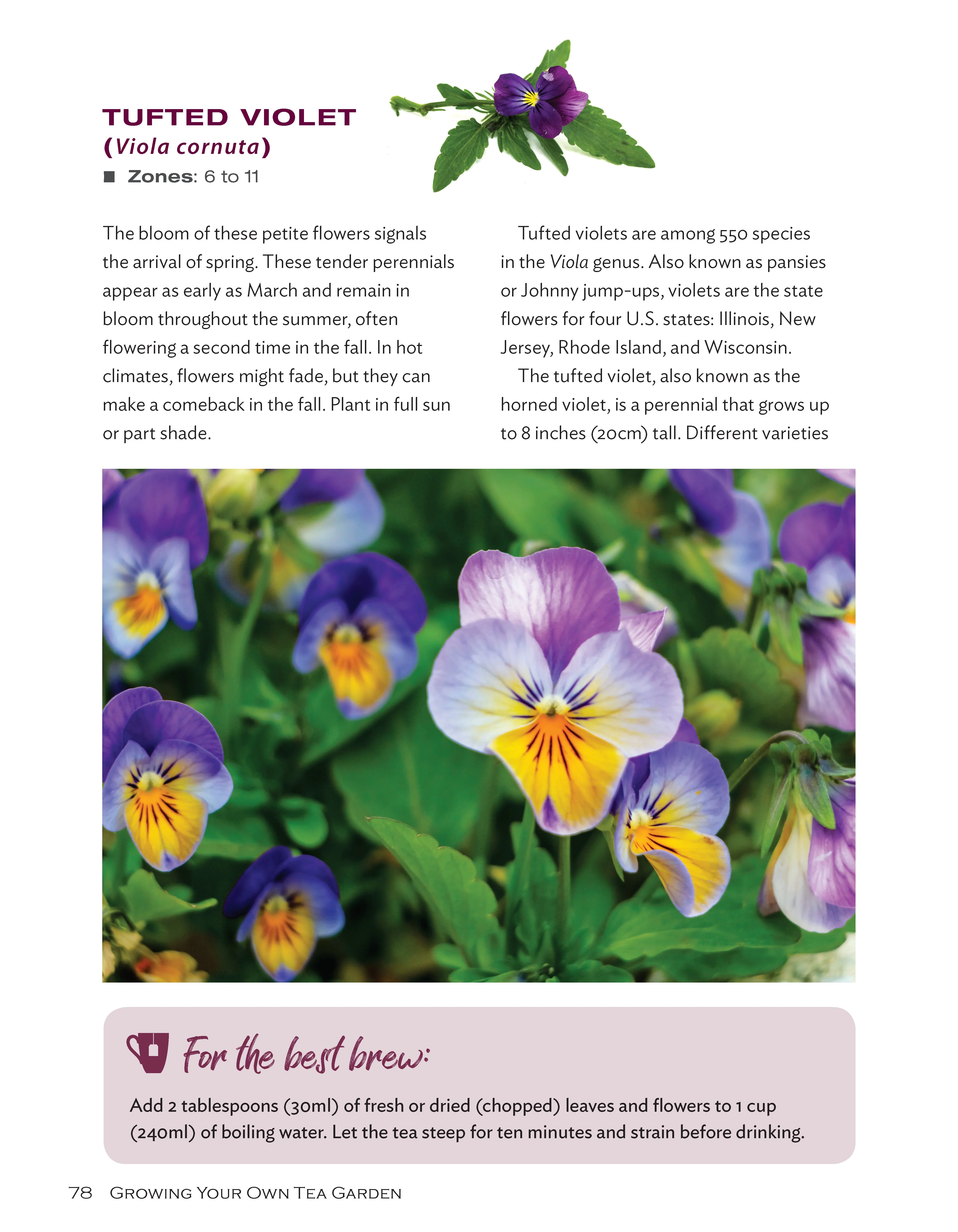 Growing Your Own Tea Garden - Image 9