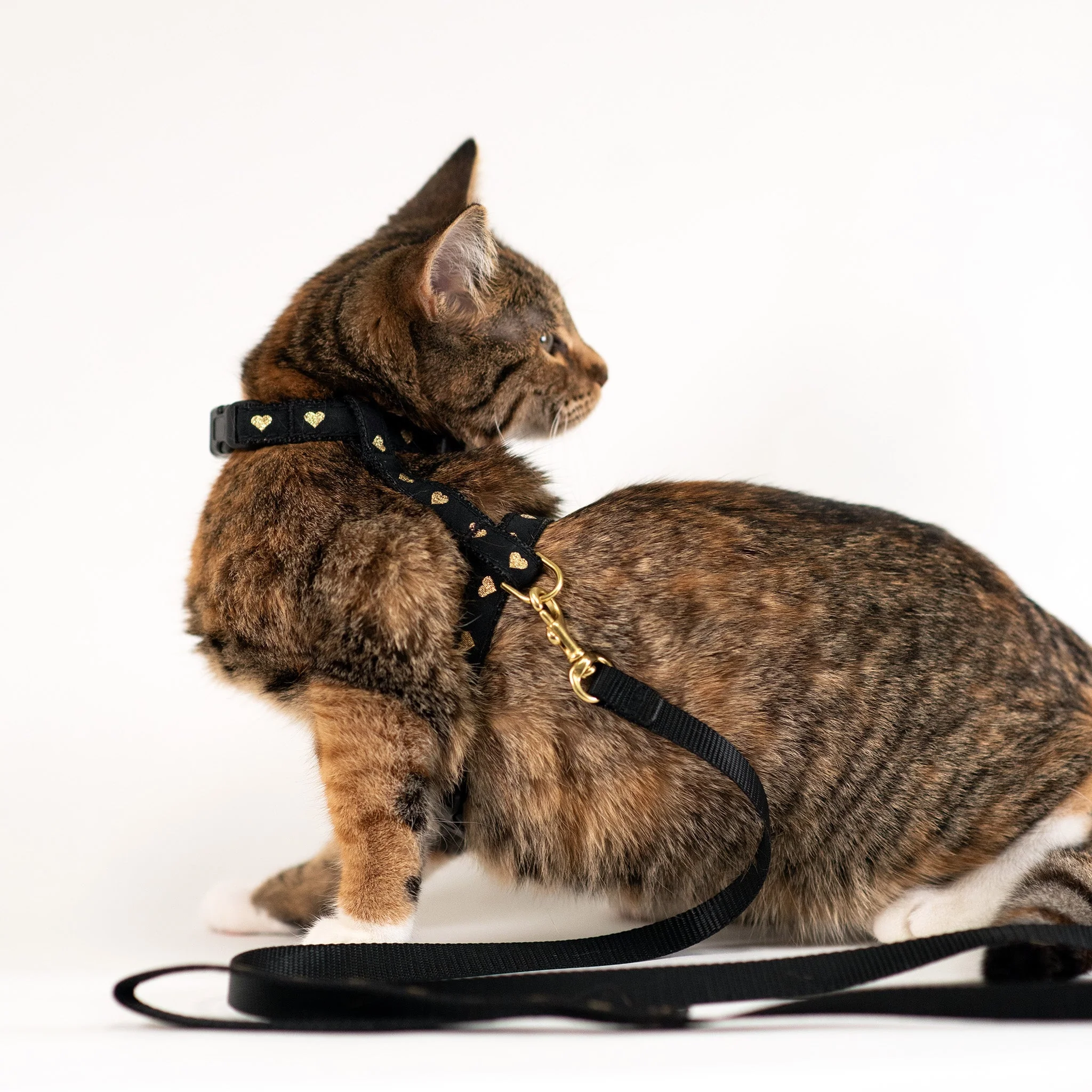 Up Country Heart of Gold Adjustable Cat Harness Set - Image 3