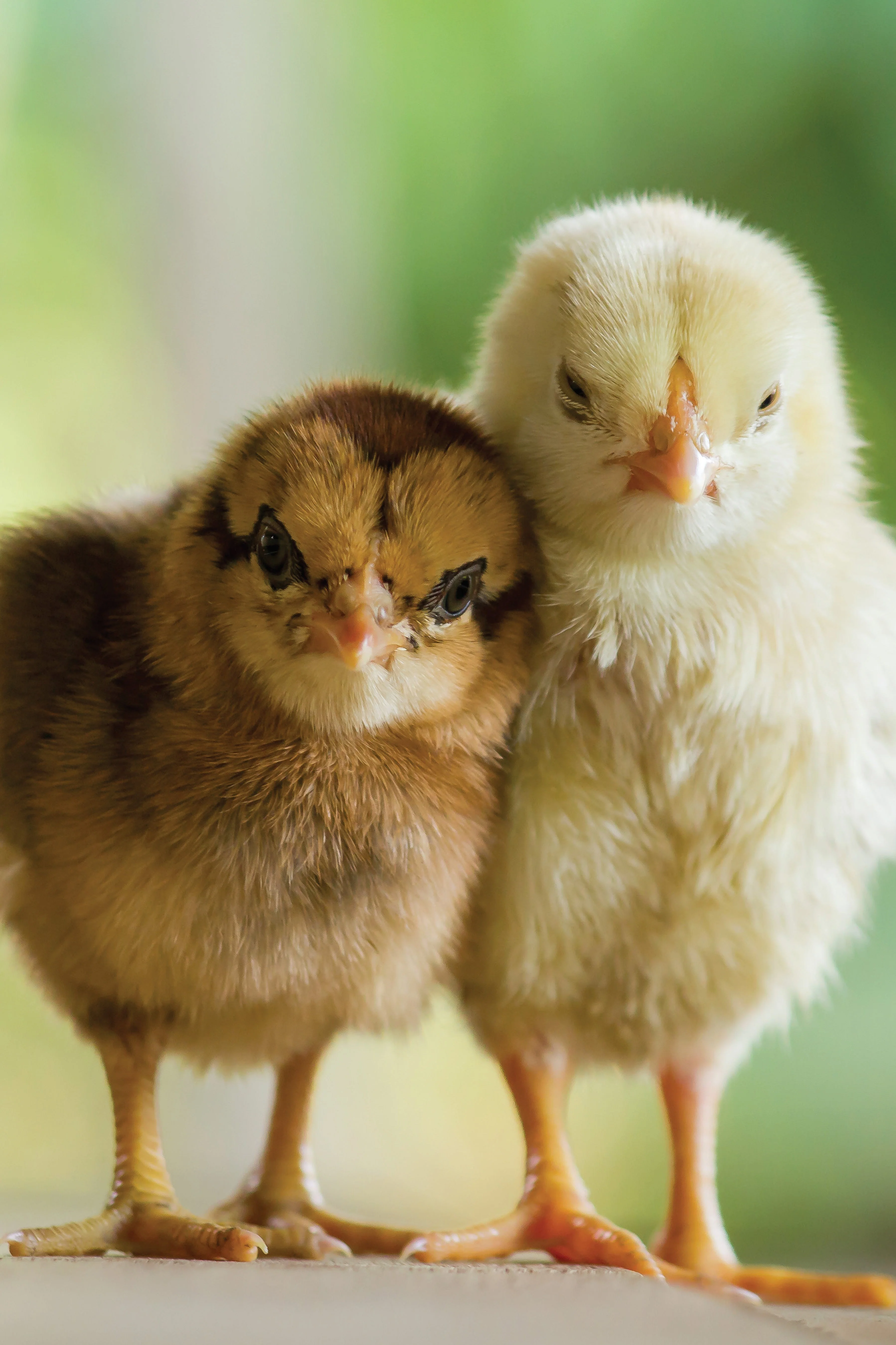 Hen and the Art of Chicken Maintenance - Image 6