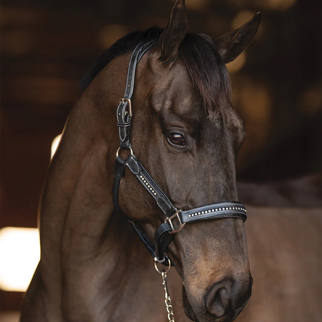 Henri de Rivel Padded Crystal Halter - Image 5