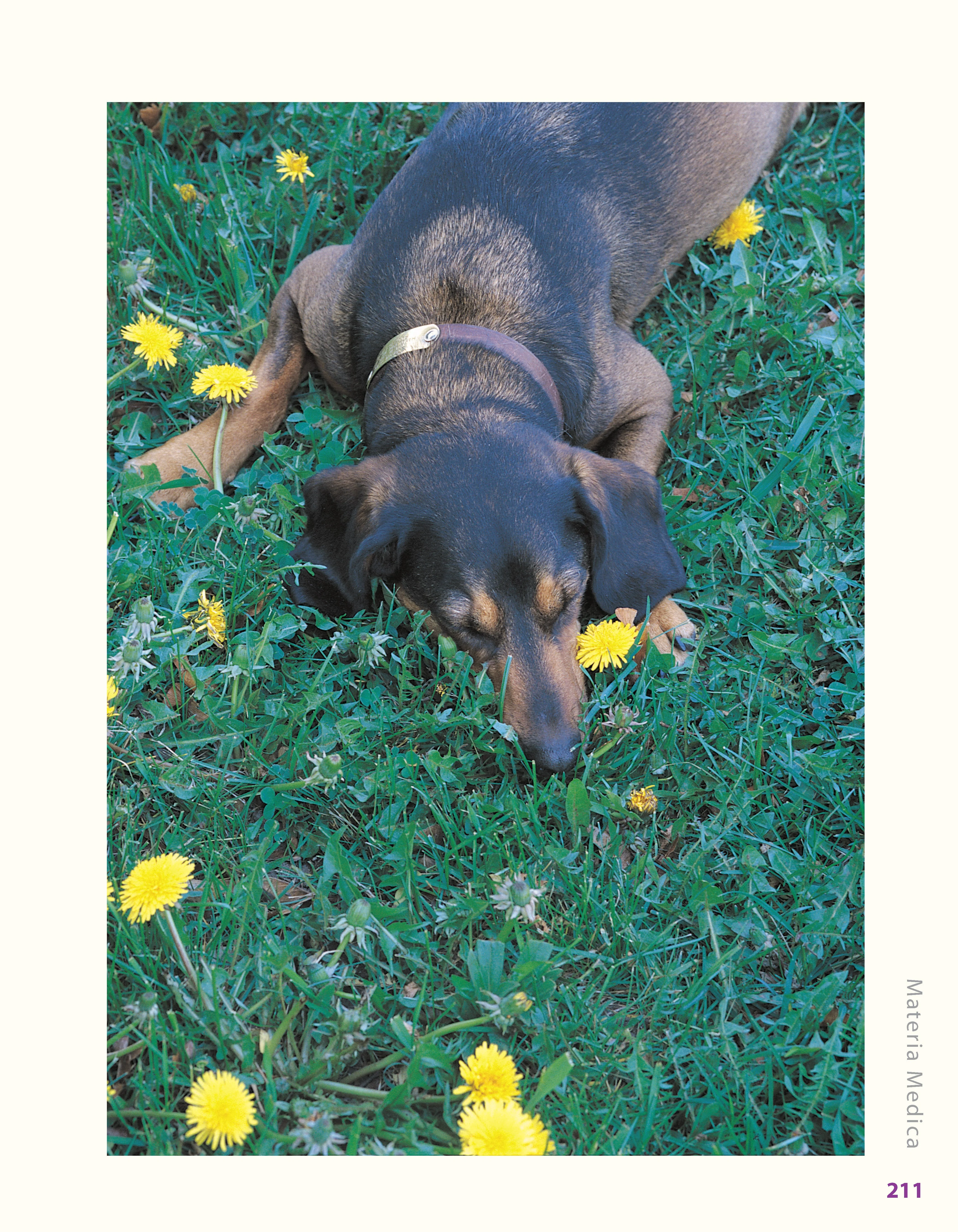 Herbs for Pets - Image 6