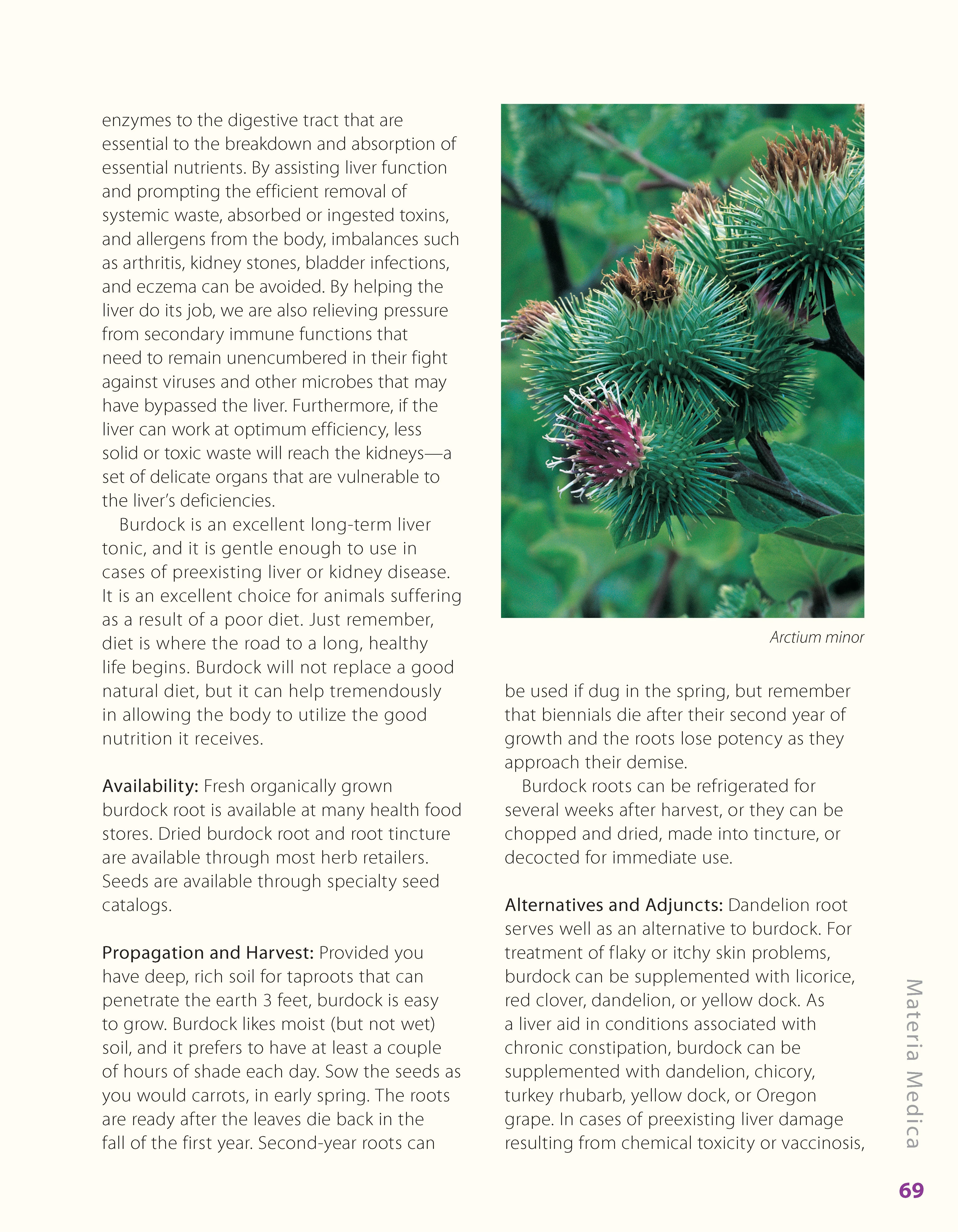 Herbs for Pets - Image 8