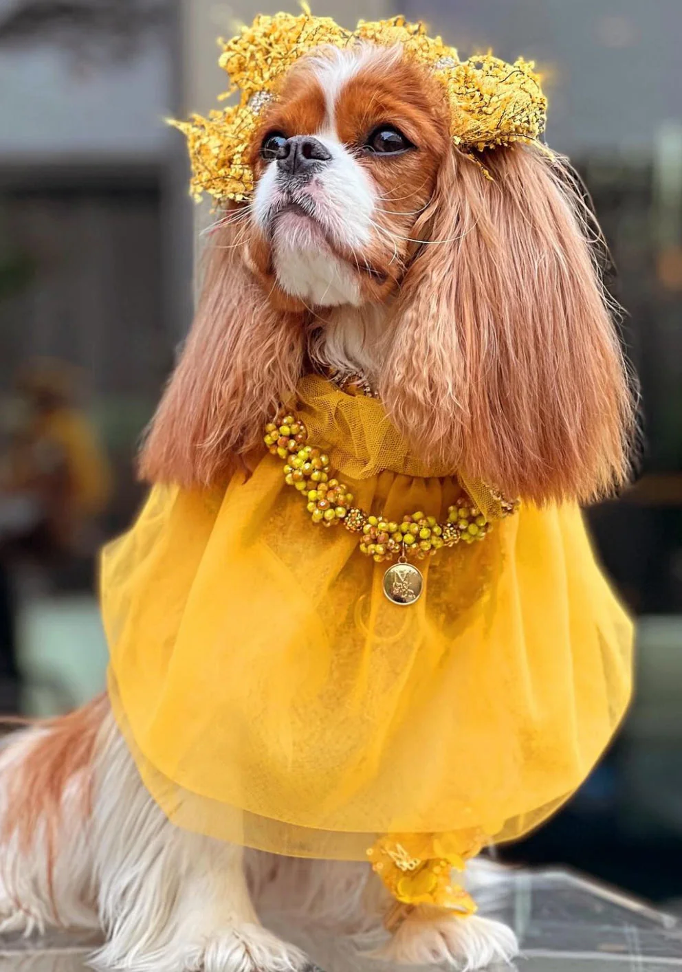 Holiday: All That Glitters Is Gold - Image 4