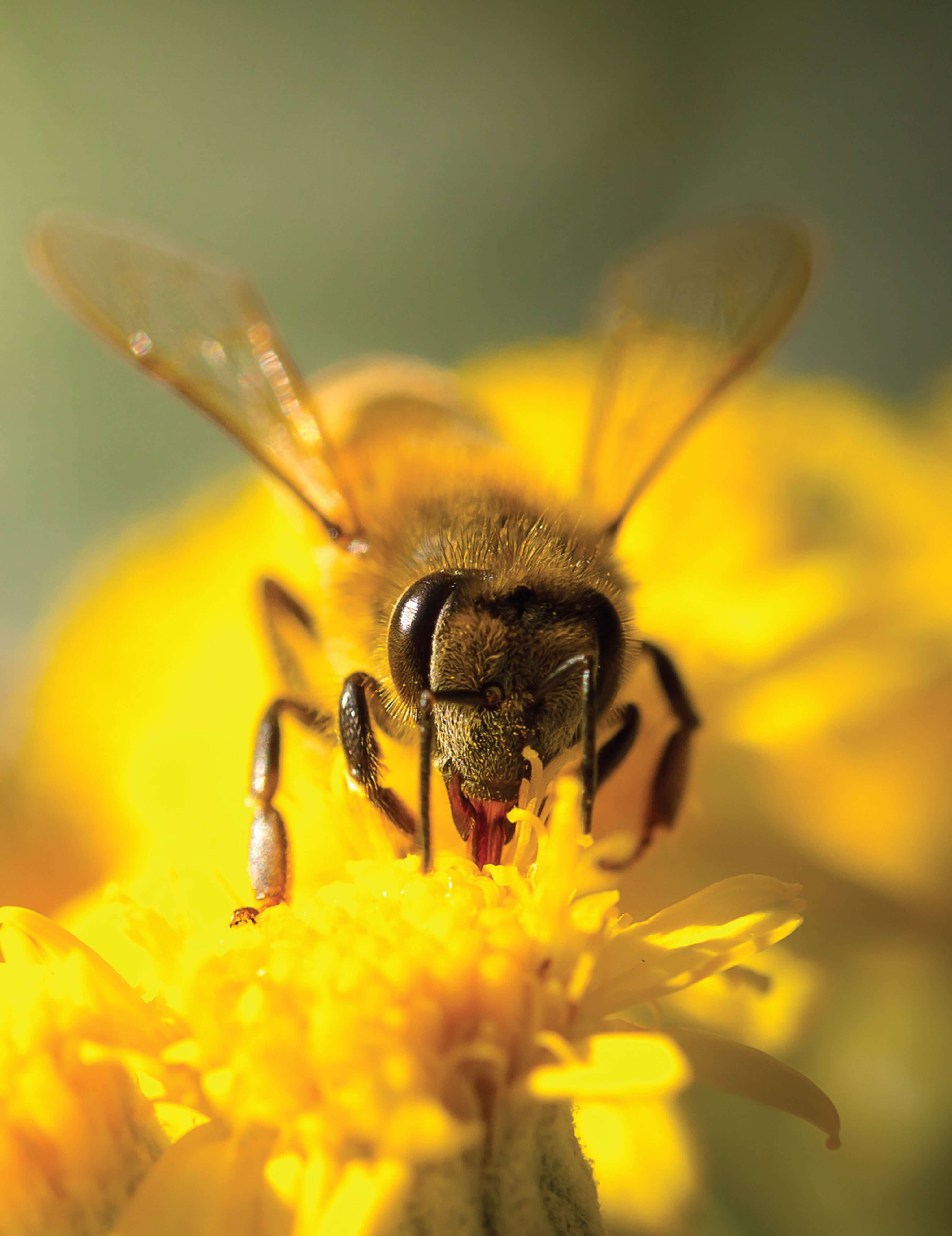 Honey Bee Hobbyist, 2nd Edition - Image 2