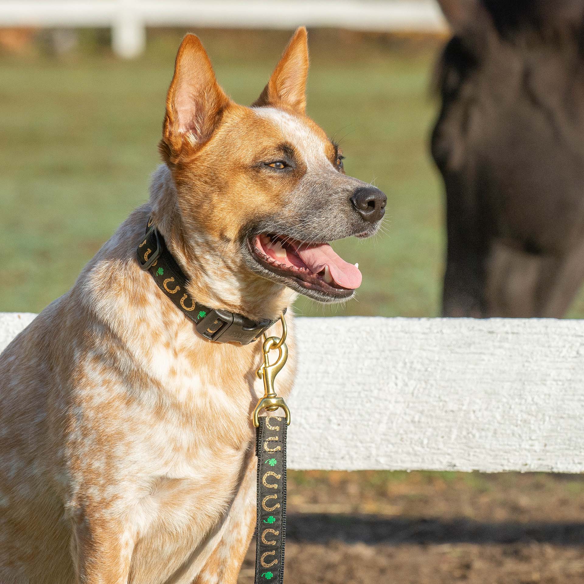 Up Country Horseshoes Cast Brass Dog Collar - Image 2