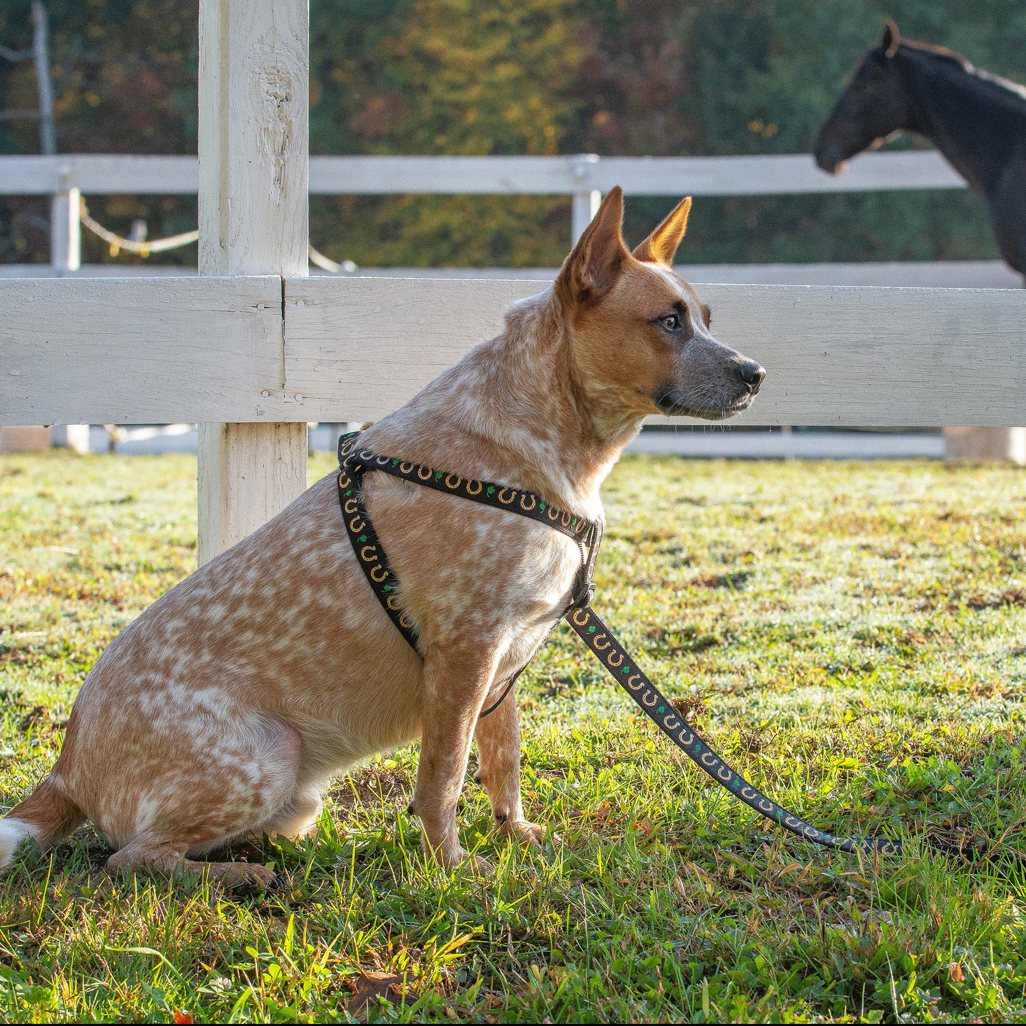 Up Country Horseshoes Dog Cast Brass Dog Harness