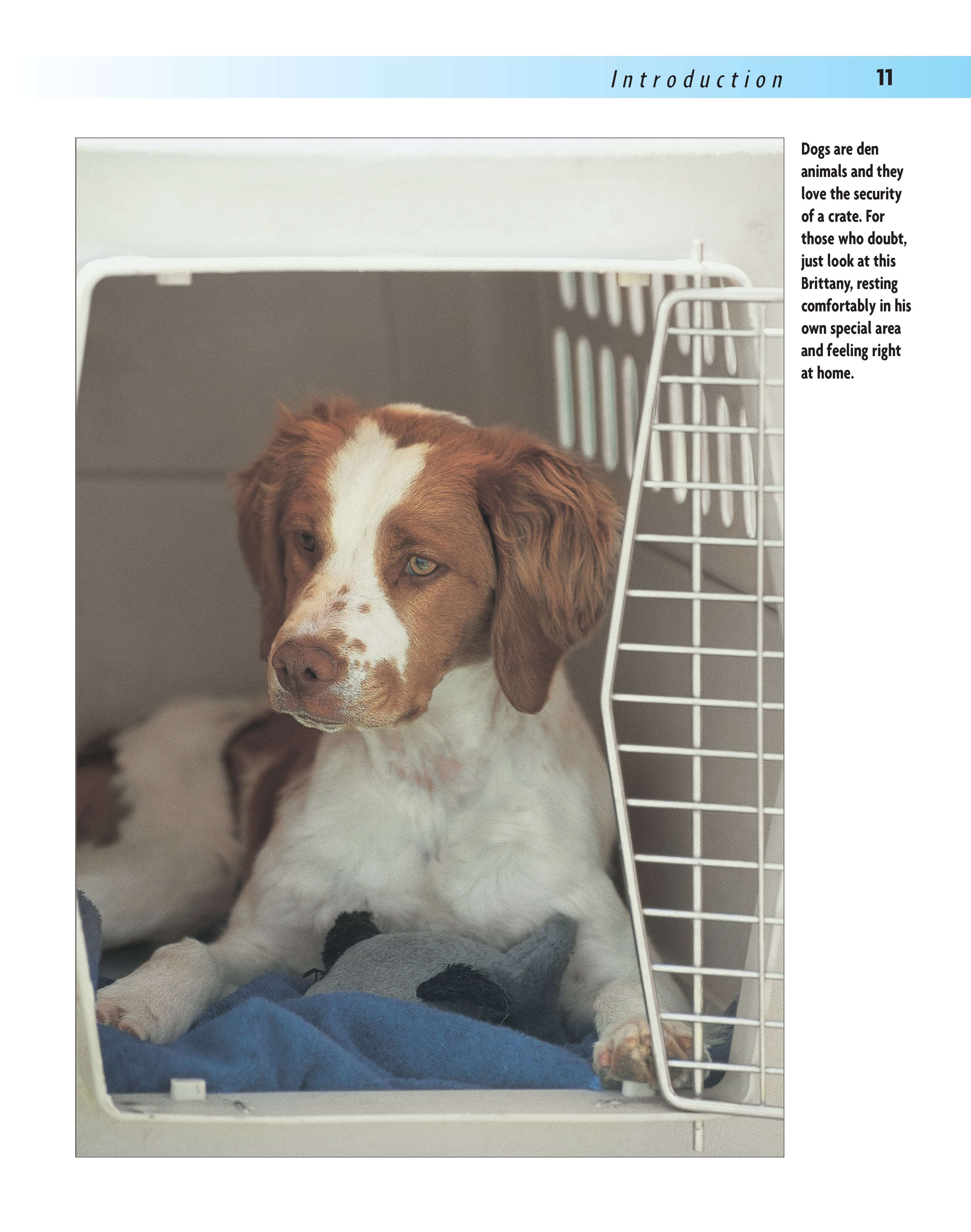 House-training Your Dog - Image 4