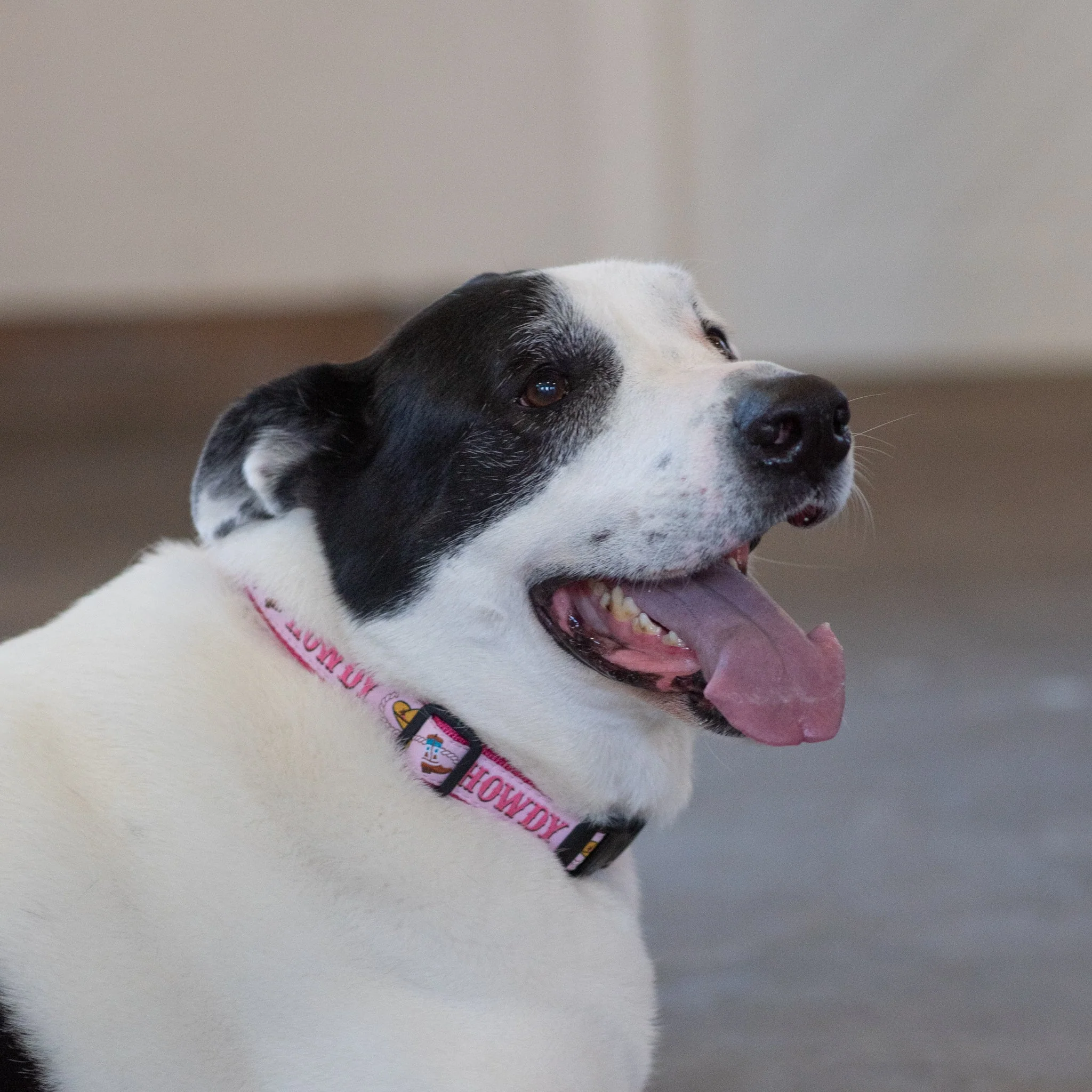 Up Country Howdy Cast Brass Dog Collar - Image 4