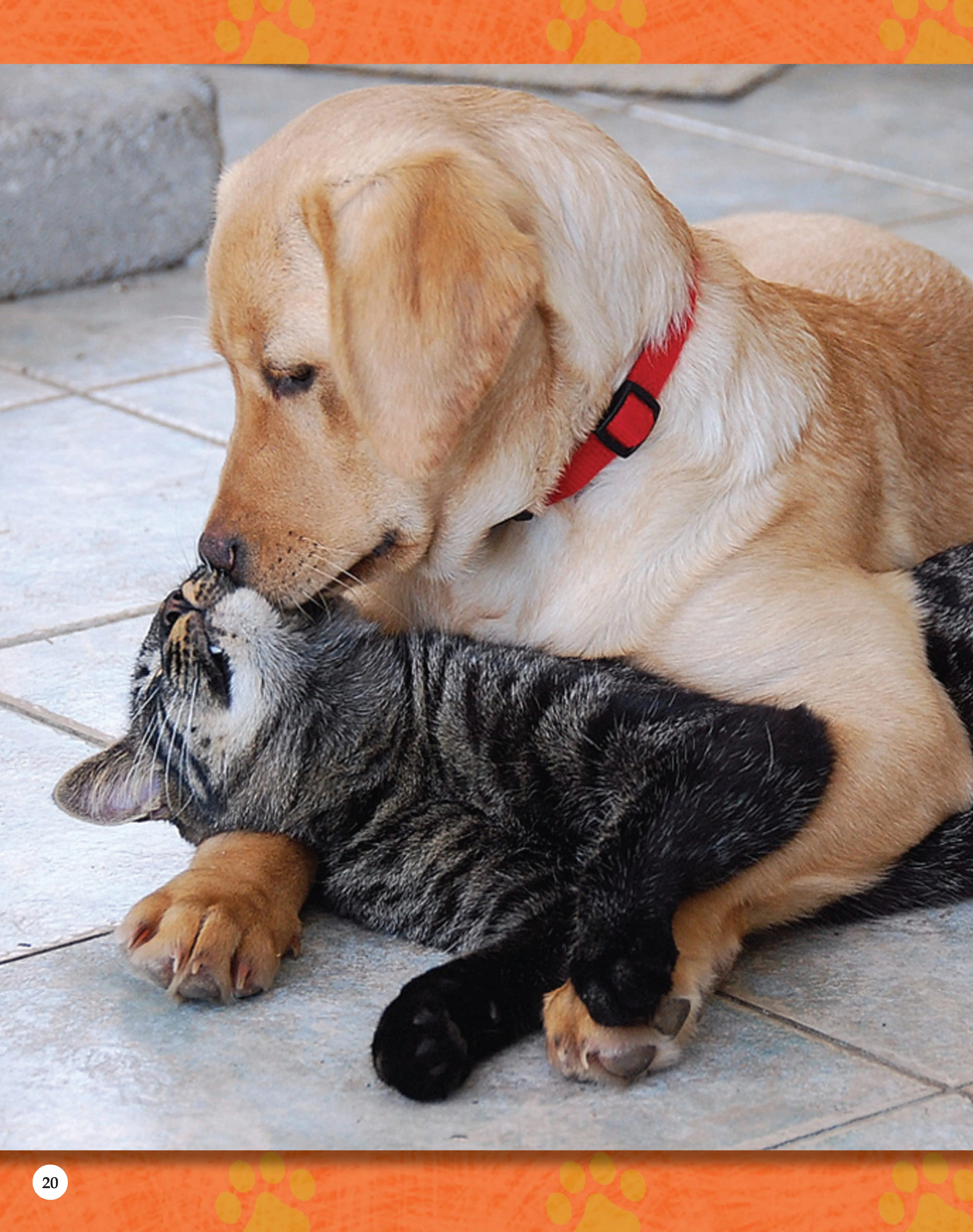 If Animals Could Talk: Cats - Image 31