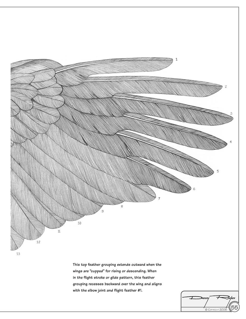 Illustrated Bald Eagle - Image 6