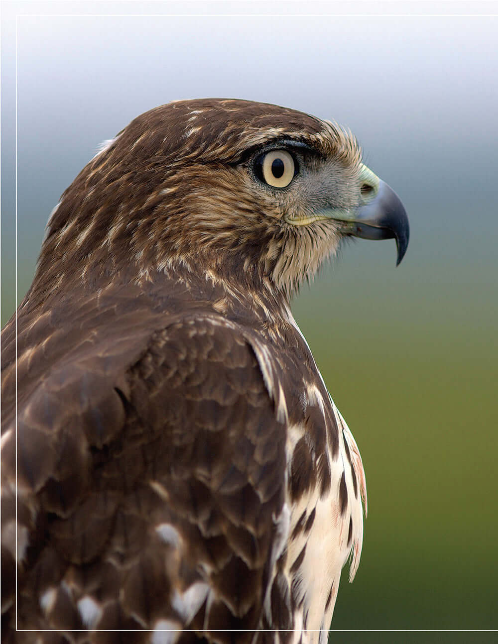 Illustrated Birds of Prey: Red-Tailed Hawk, American Kestral, & Peregrine Falcon - Image 2