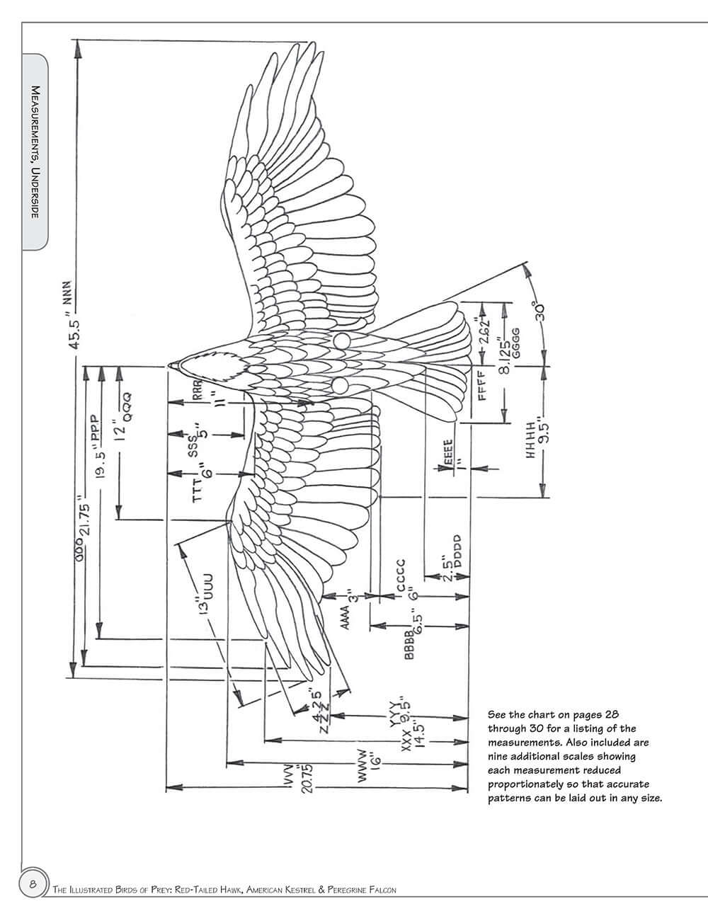 Illustrated Birds of Prey: Red-Tailed Hawk, American Kestral, & Peregrine Falcon - Image 3