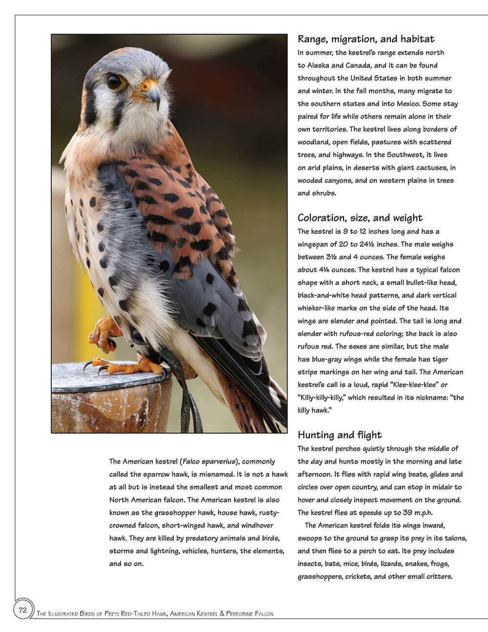 Illustrated Birds of Prey: Red-Tailed Hawk, American Kestral, & Peregrine Falcon - Image 4