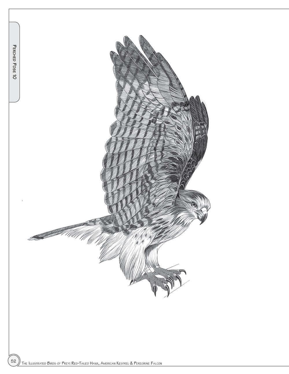 Illustrated Birds of Prey: Red-Tailed Hawk, American Kestral, & Peregrine Falcon - Image 5