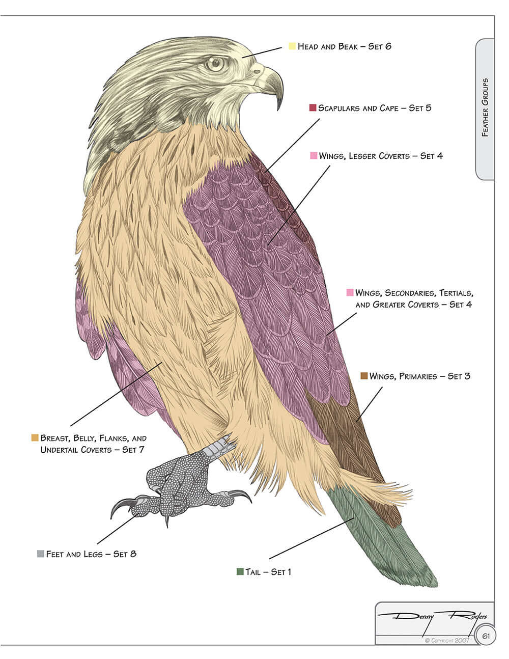 Illustrated Birds of Prey: Red-Tailed Hawk, American Kestral, & Peregrine Falcon - Image 8