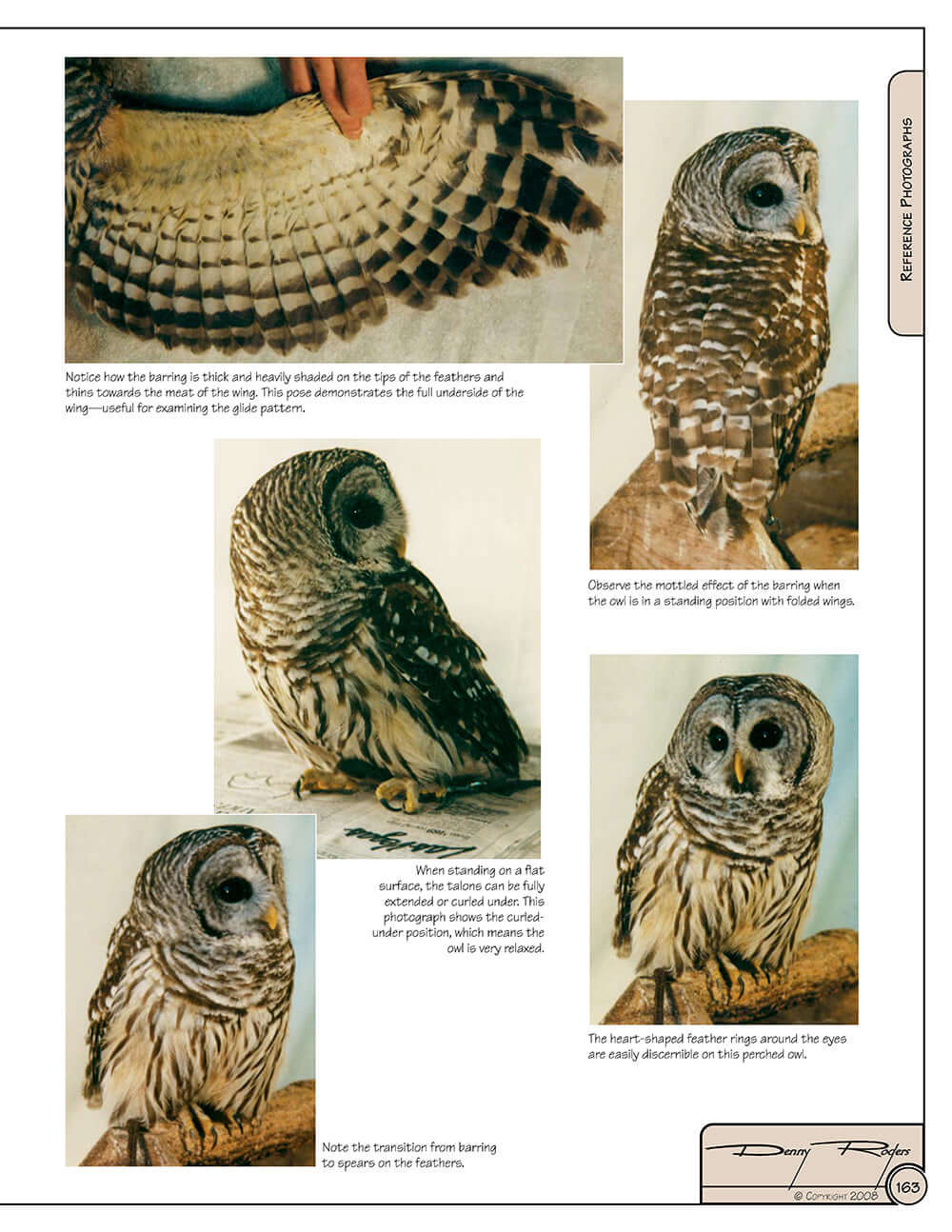 Illustrated Owl: Barn, Barred & Great Horned - Image 4
