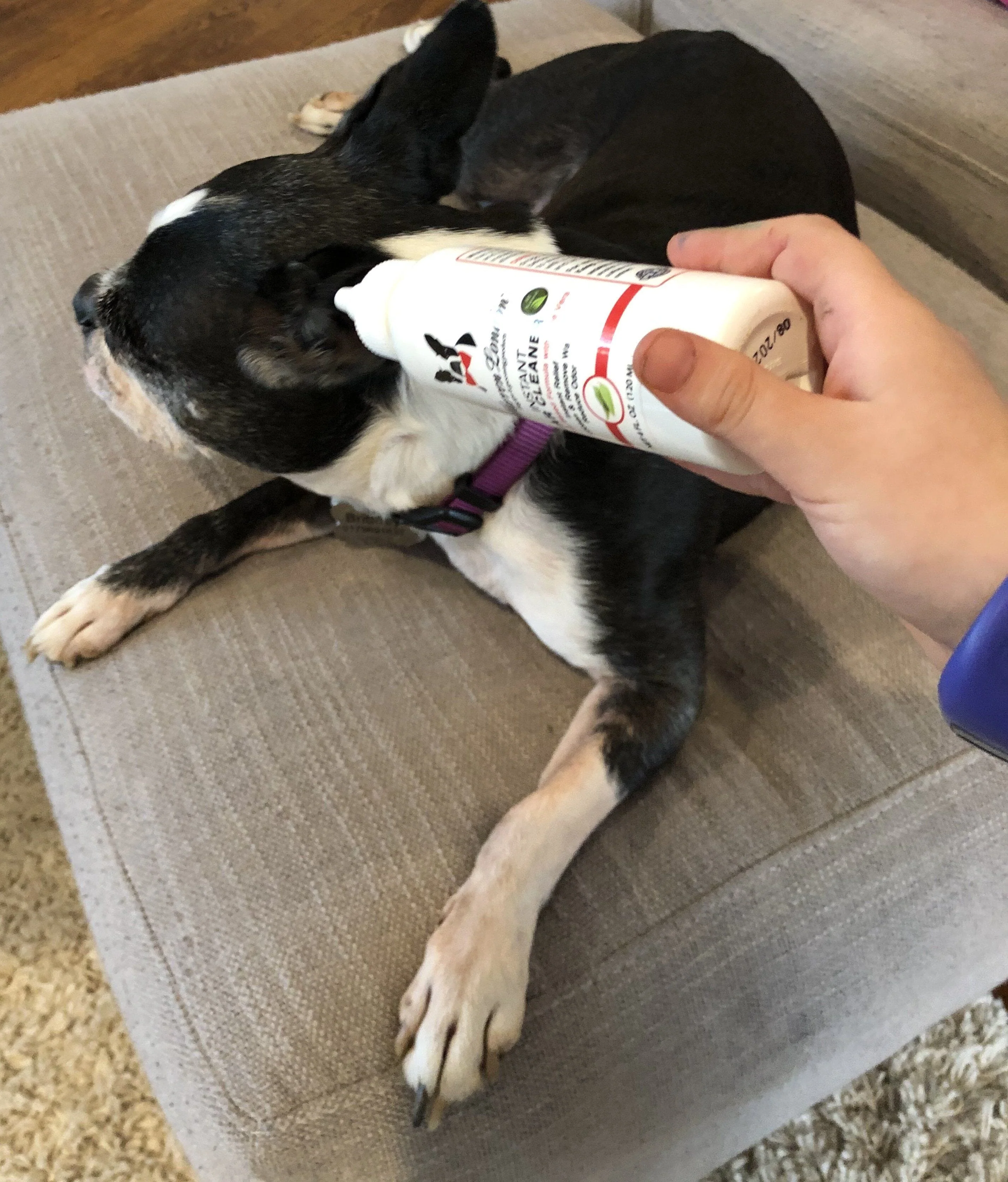 Instant Ear Cleaner For Dogs 12 oz or 1 gallon - Professional Size - Removes Wax and Odor - Image 8