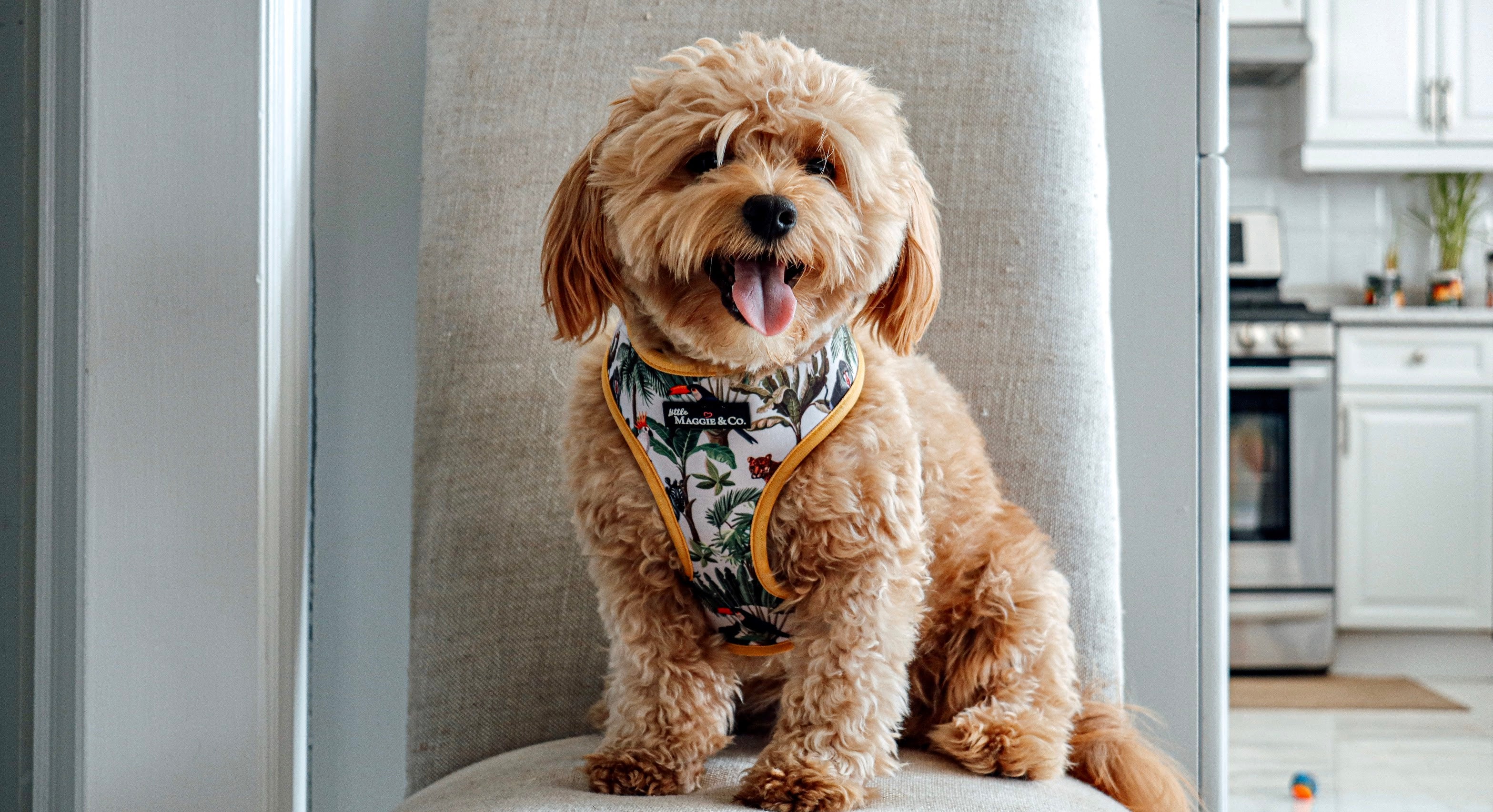 Into the Wild Reversible Harness - Image 9