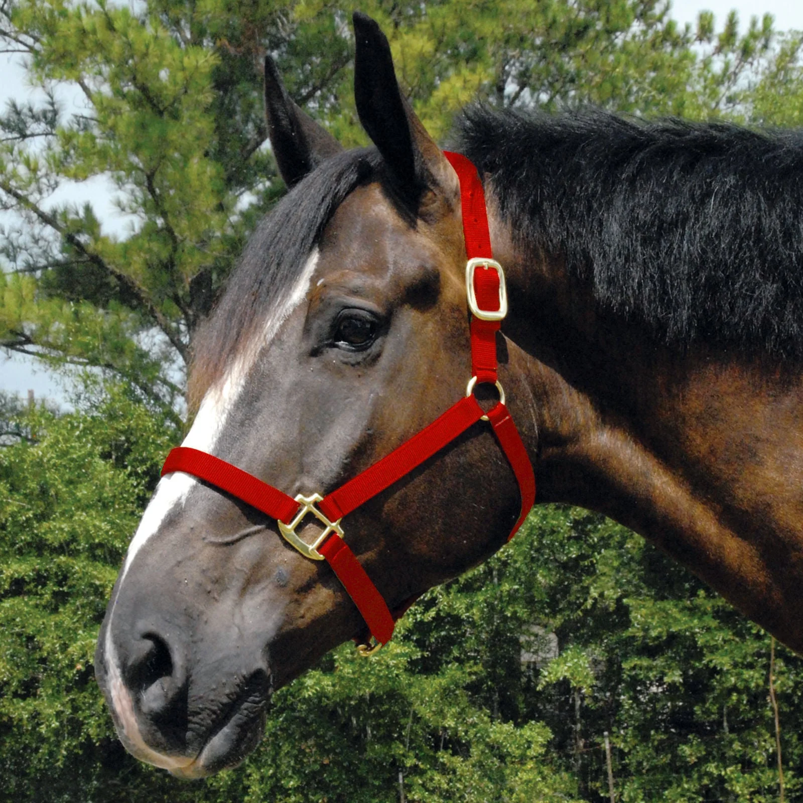 Jeffers Arabian Nylon Horse Halter - Image 3