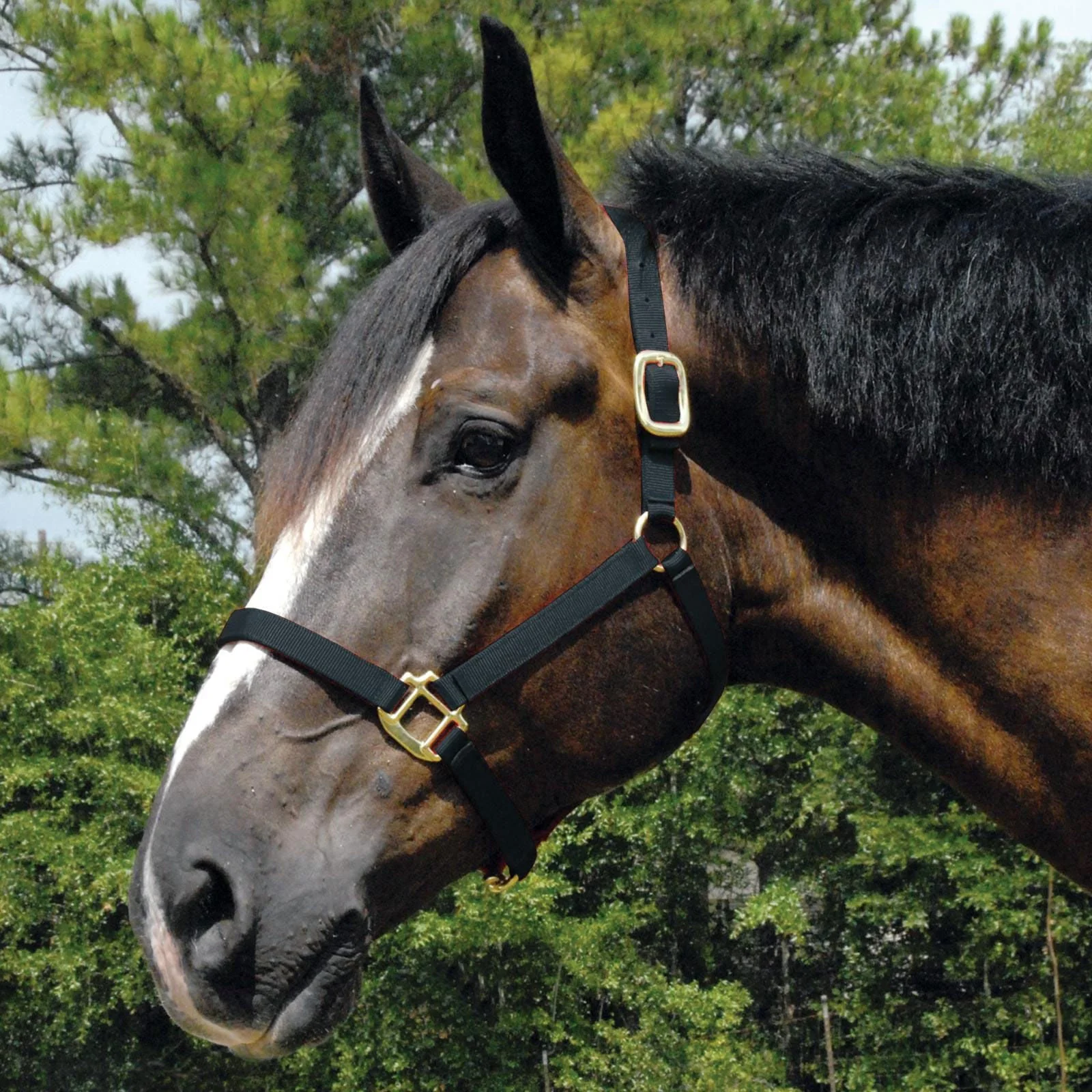 Jeffers Arabian Nylon Horse Halter - Image 4