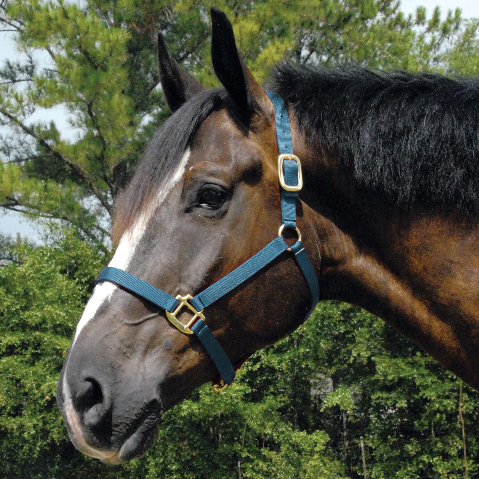 Jeffers Arabian Nylon Horse Halter - Image 5