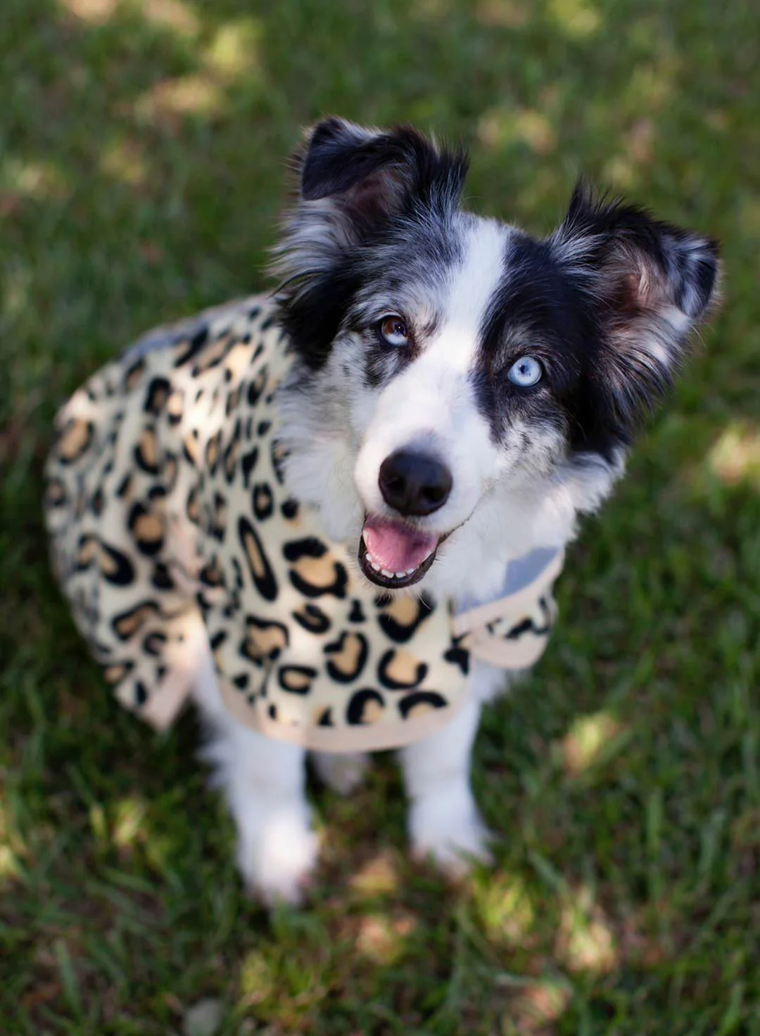 Jeffers Expression Moisture-Wicking Fleece Dog Coat - Image 12