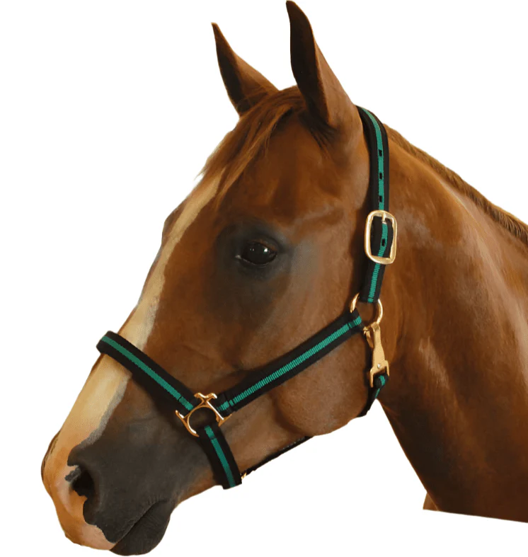 Jeffers Padded Nylon Horse Halter with Throat Snap - Image 6
