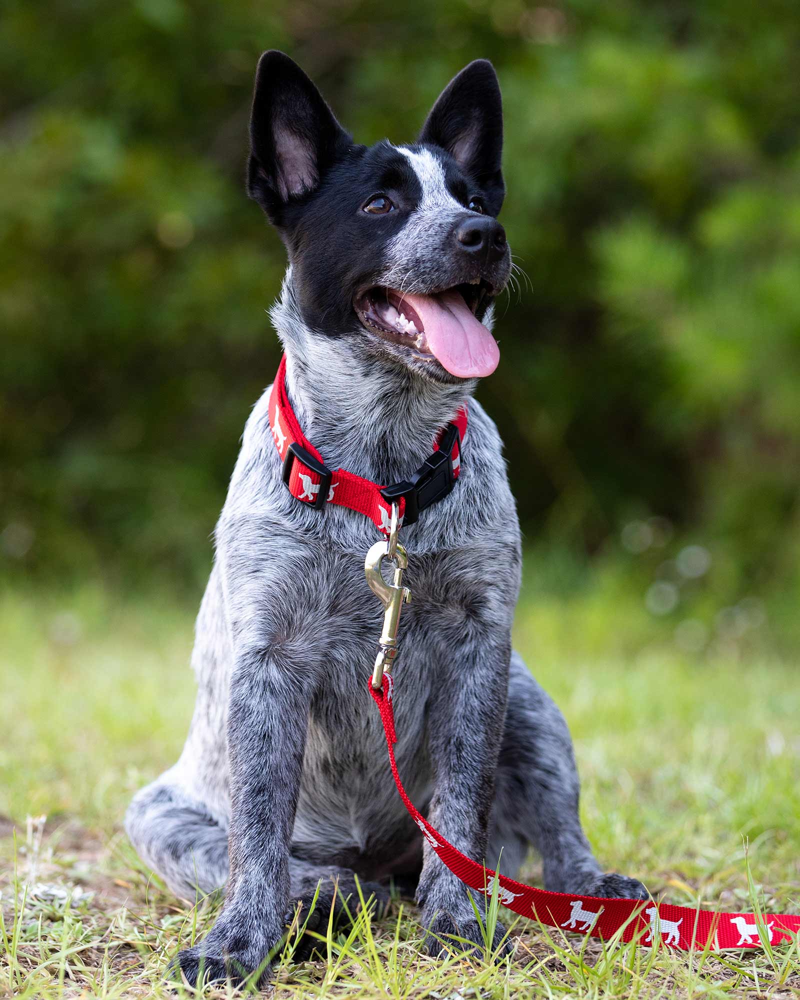 Jeffers Reflective Hound Series Nylon Dog Leash, 1" x 4 - Image 4